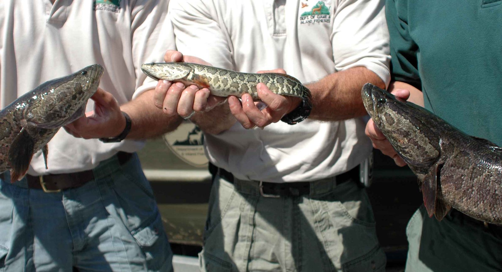 Out of Water and On the Move (image credits: wikimedia)