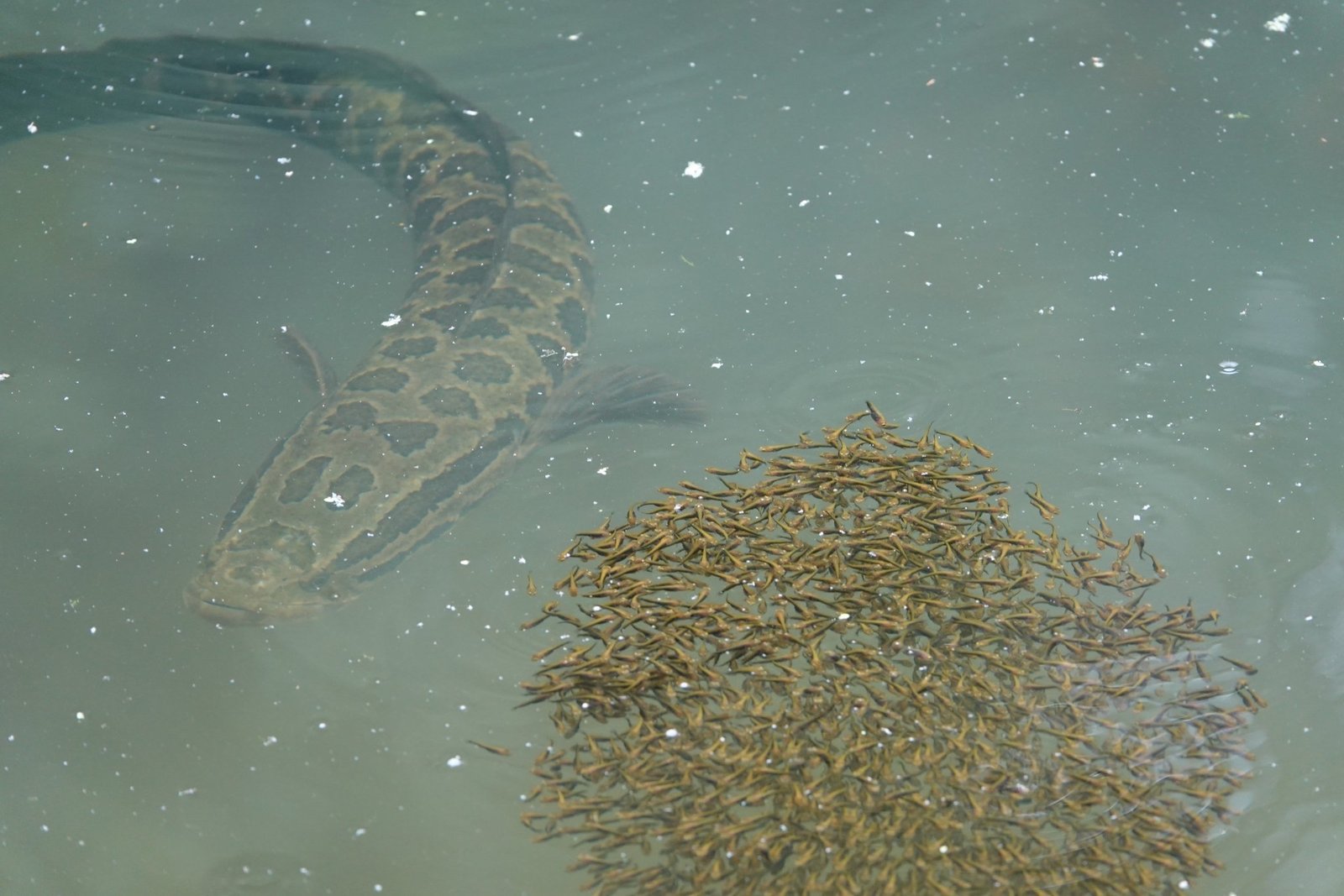 How Did the Snakehead Get Here? (image credits: wikimedia)