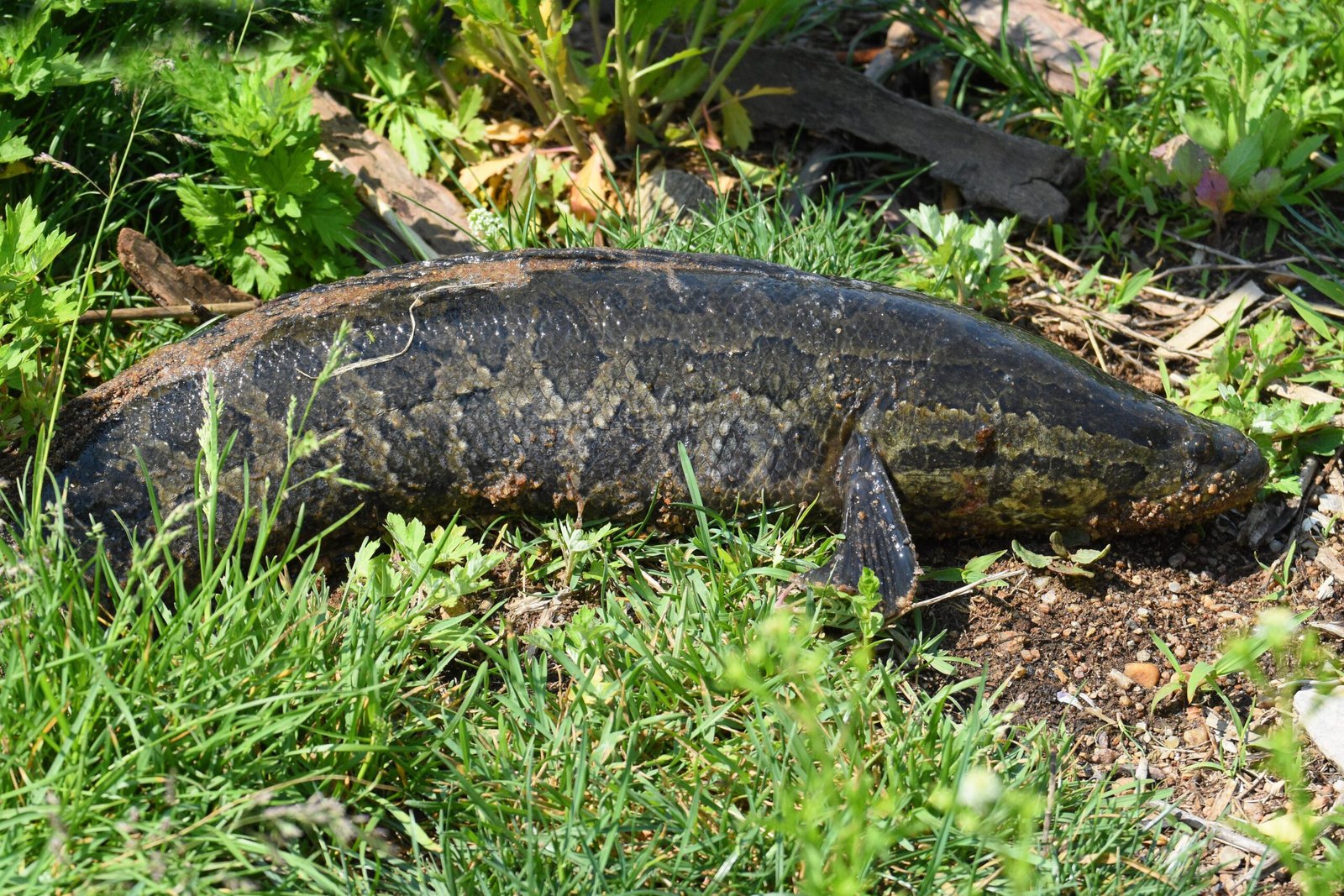 The Snakehead’s Appetite: A Threat to Native Fish (image credits: wikimedia)