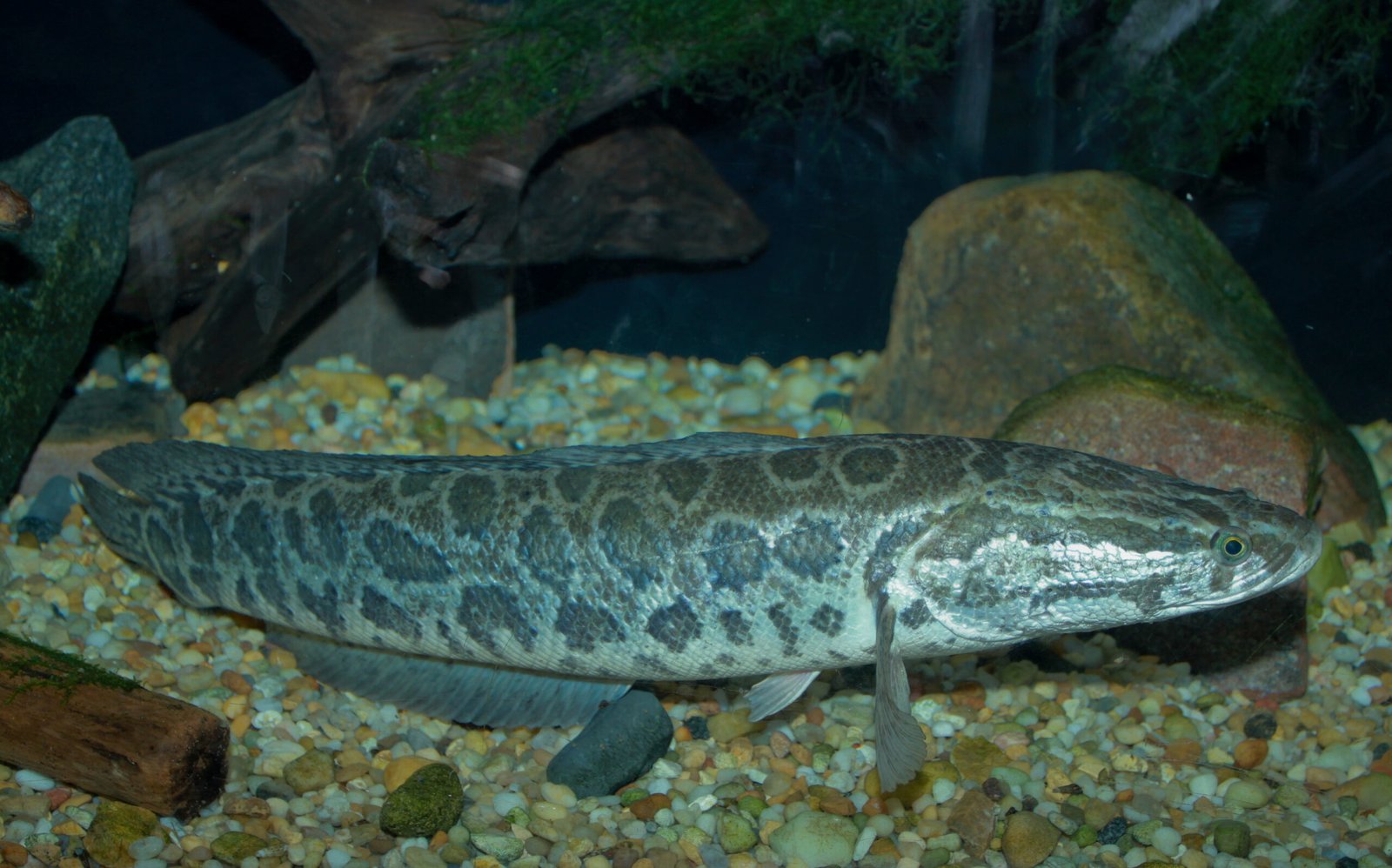 Unstoppable: The Snakehead’s Fast Reproduction (image credits: wikimedia)