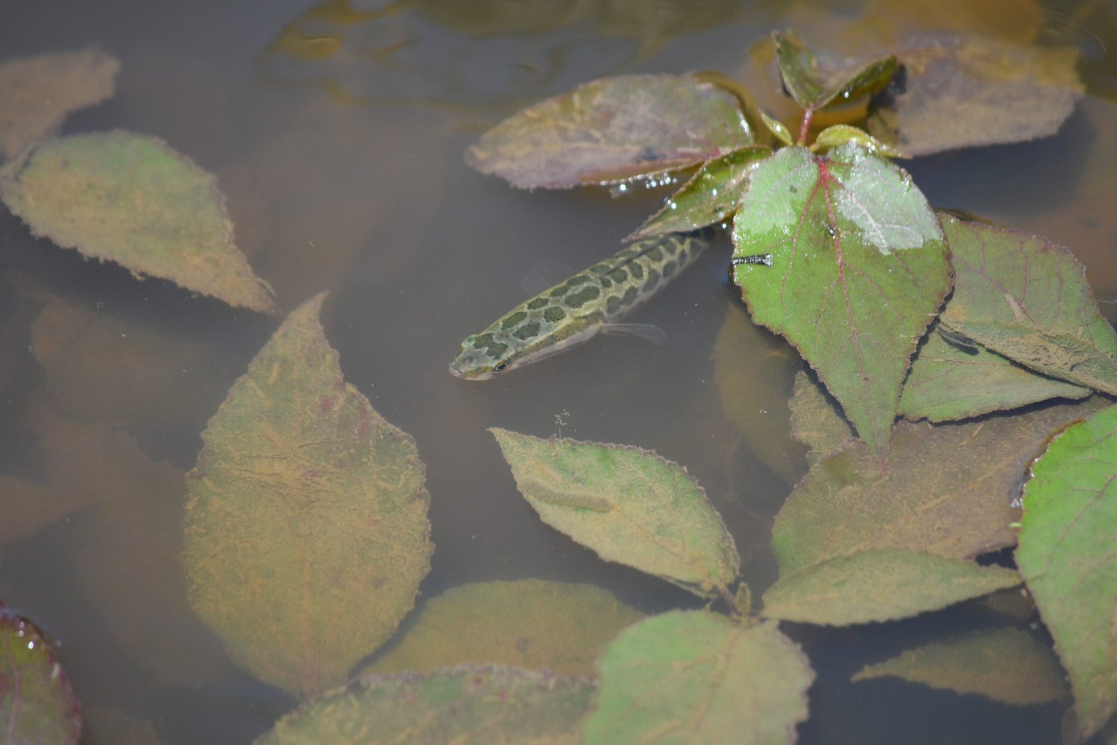 Super Survivors: How Snakeheads Handle Tough Conditions (image credits: wikimedia)