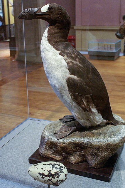 The Majestic Appearance: A Penguin of the North (image credits: wikimedia)