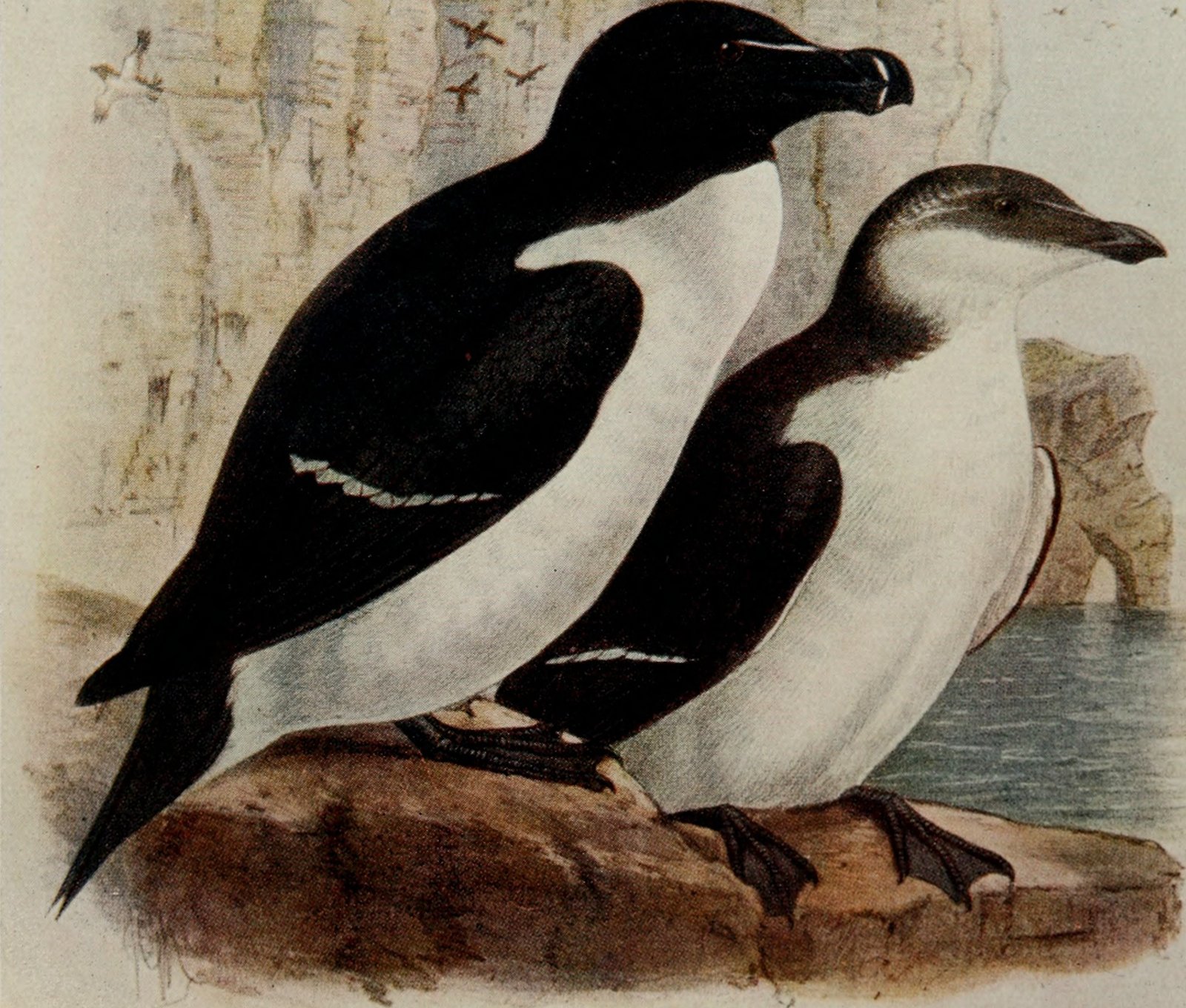 Native to Rugged Shores: The British Isles and Beyond (image credits: wikimedia)