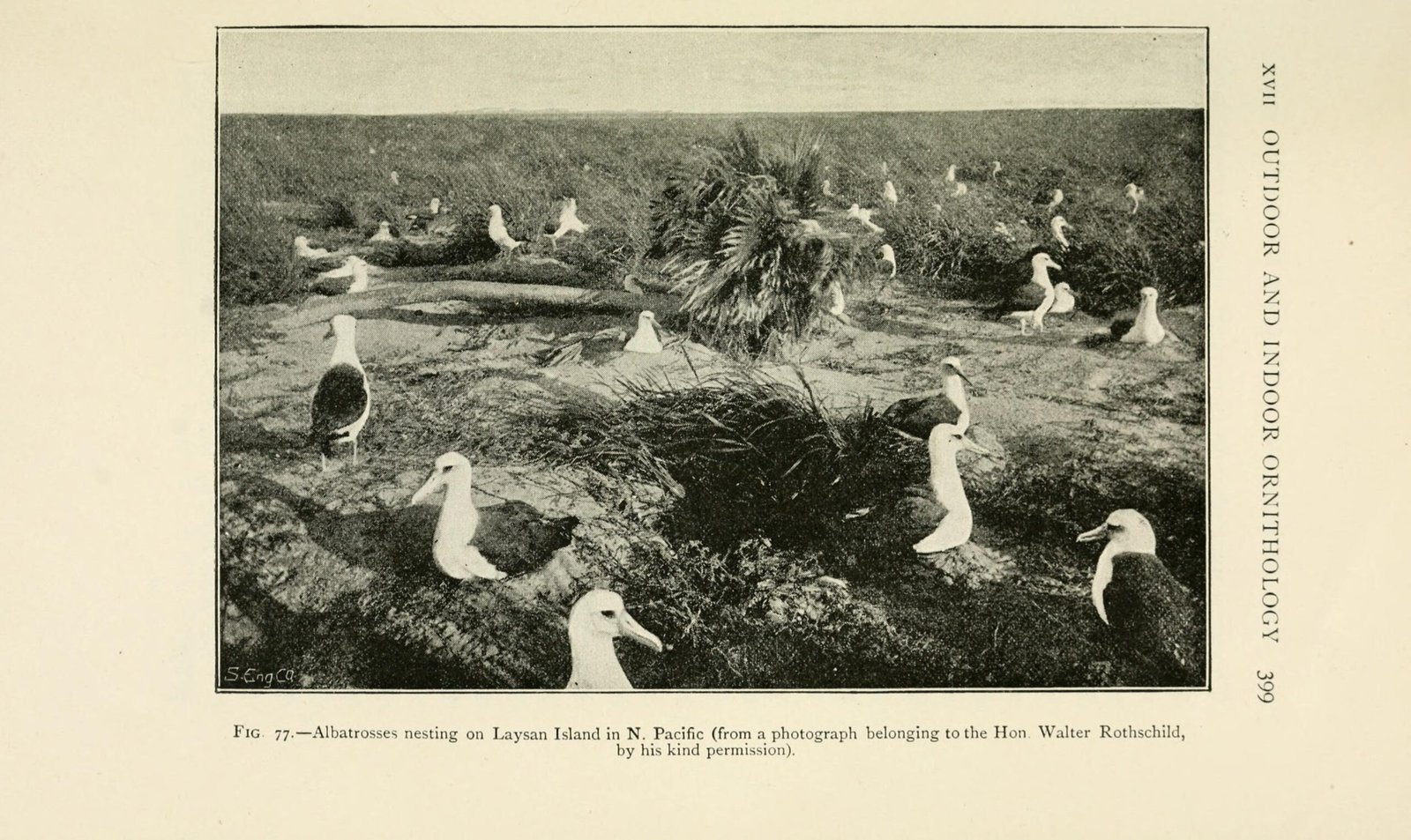 The British Connection: Islands of Ghosts (image credits: wikimedia)