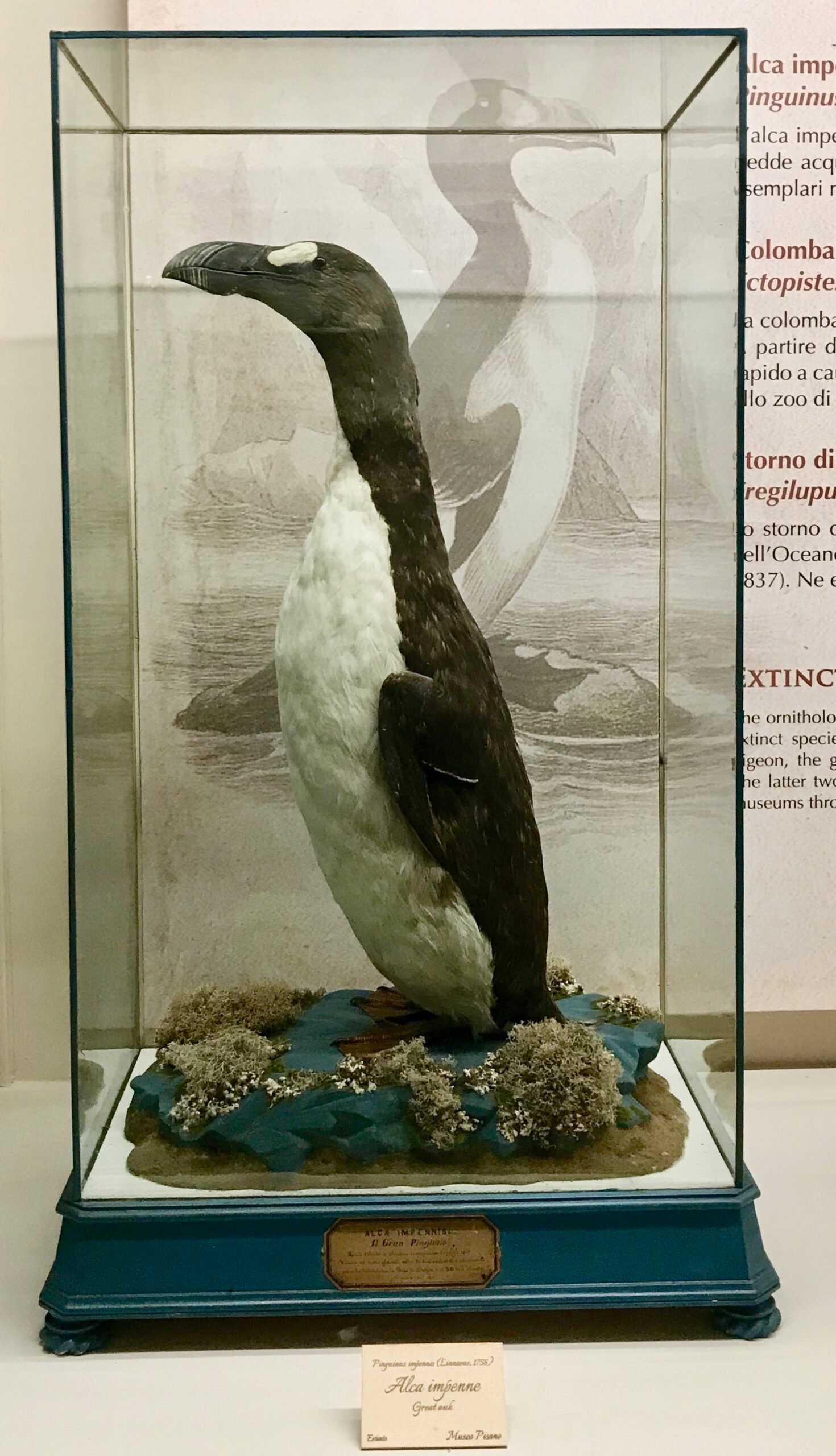 Scientific Fascination: A Catalyst for Conservation (image credits: wikimedia)