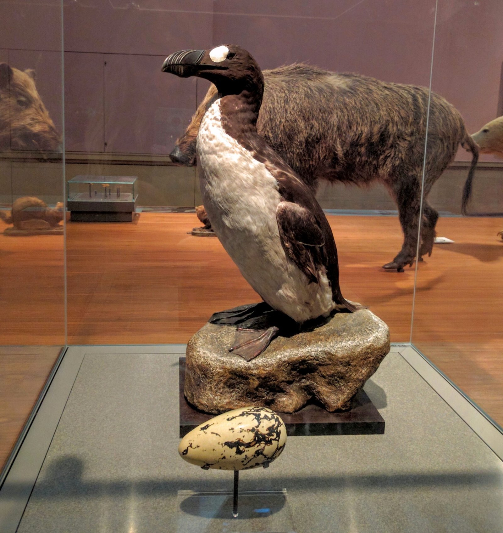 Specimens and Relics: Echoes in Museums (image credits: wikimedia)