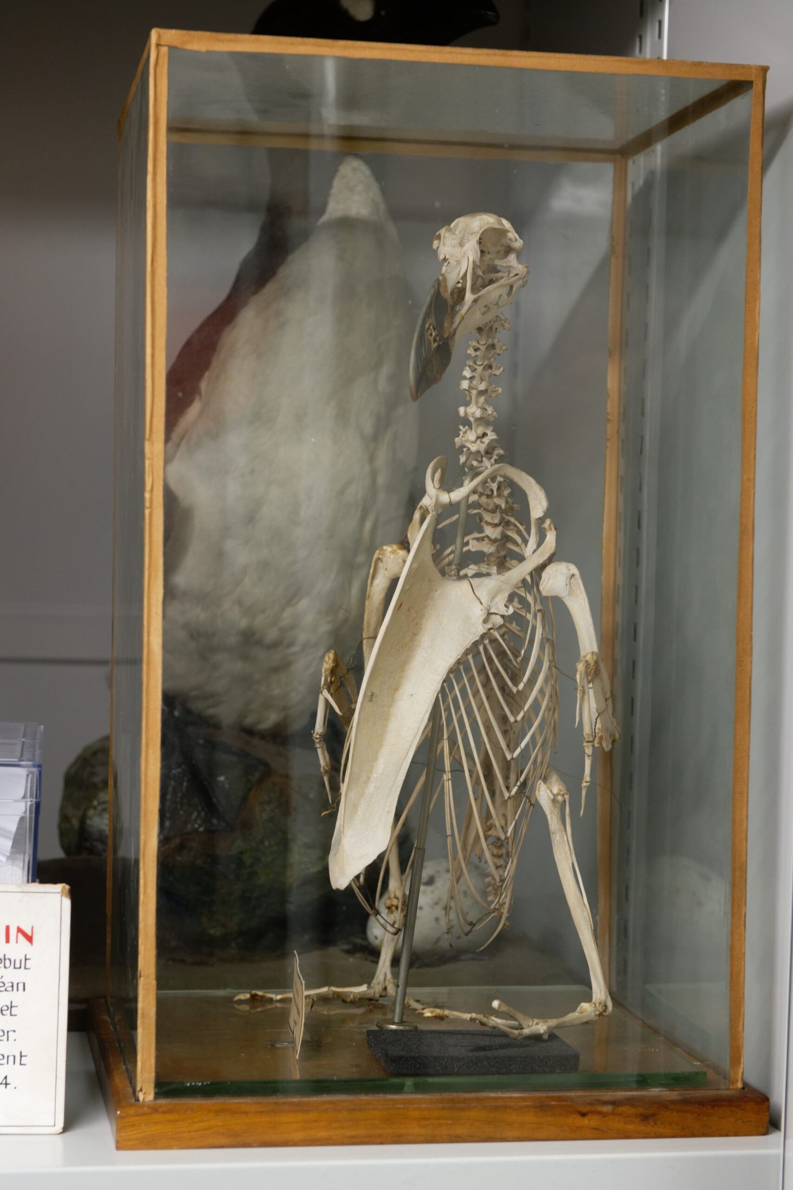 Folklore and Myth: The Great Auk in Legend (image credits: wikimedia)
