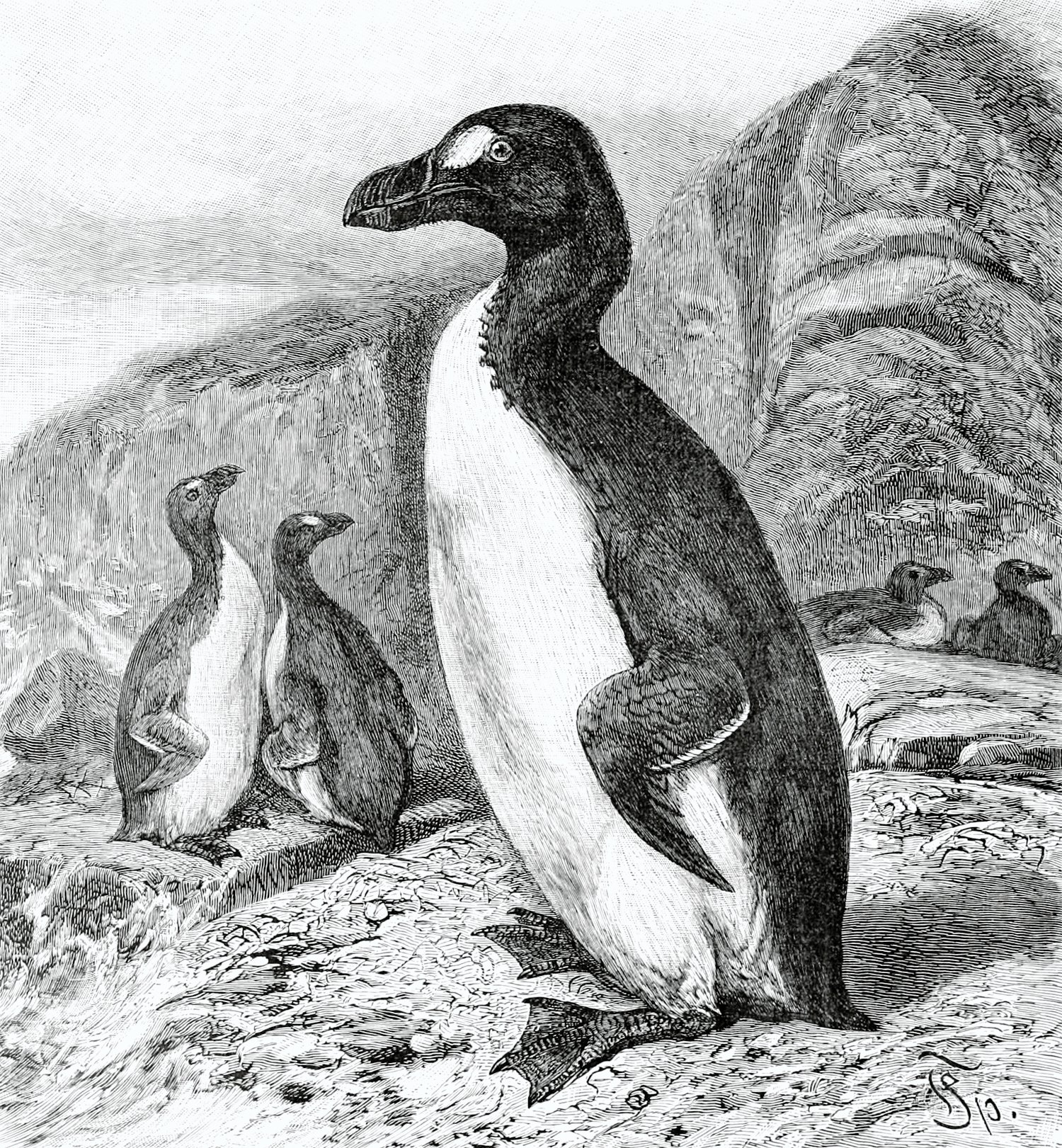 The Great Auk in Popular Culture (image credits: wikimedia)
