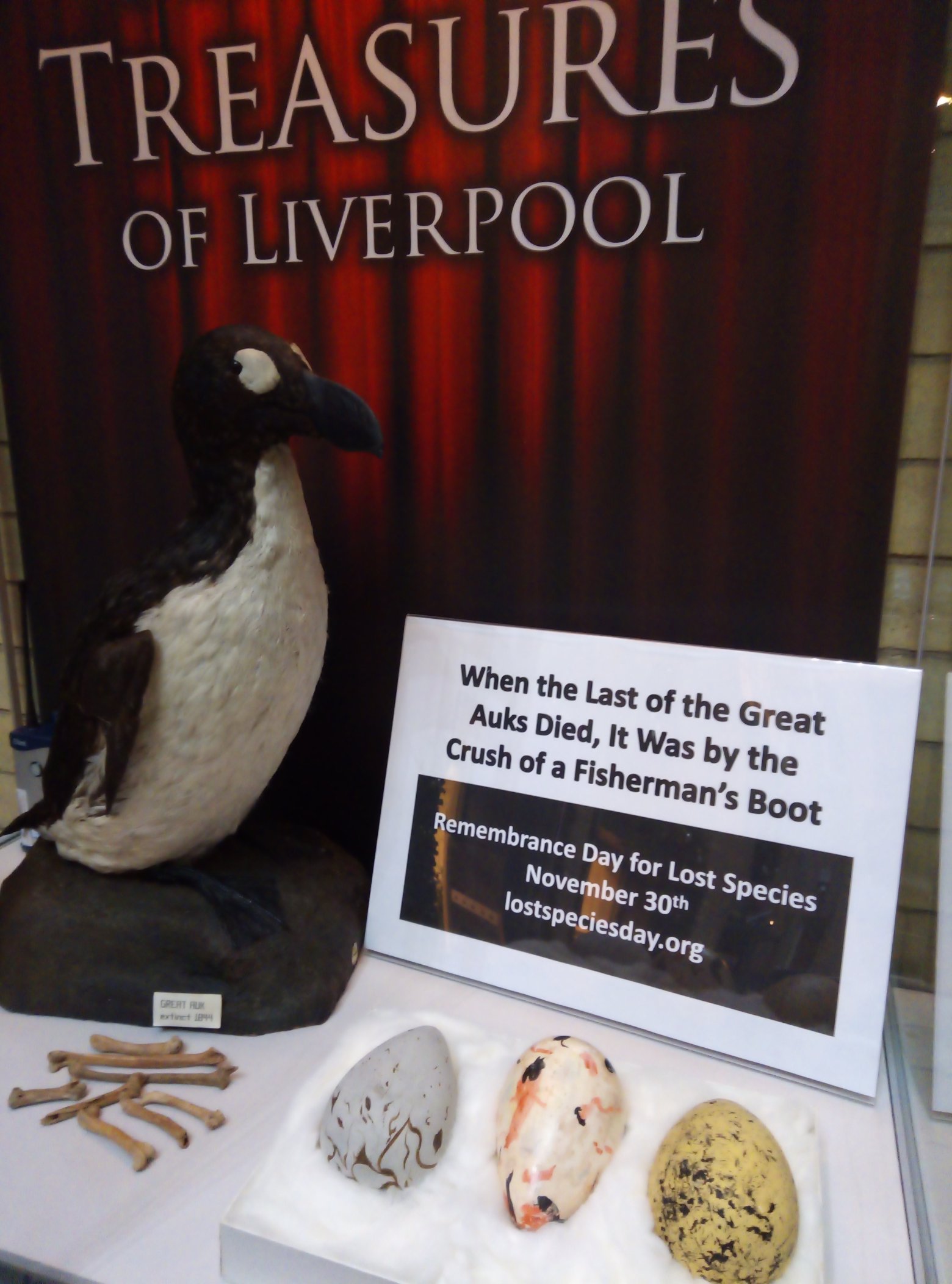 Great Auk: The Extinct Seabird That Haunts British Islands & Scientific Memory