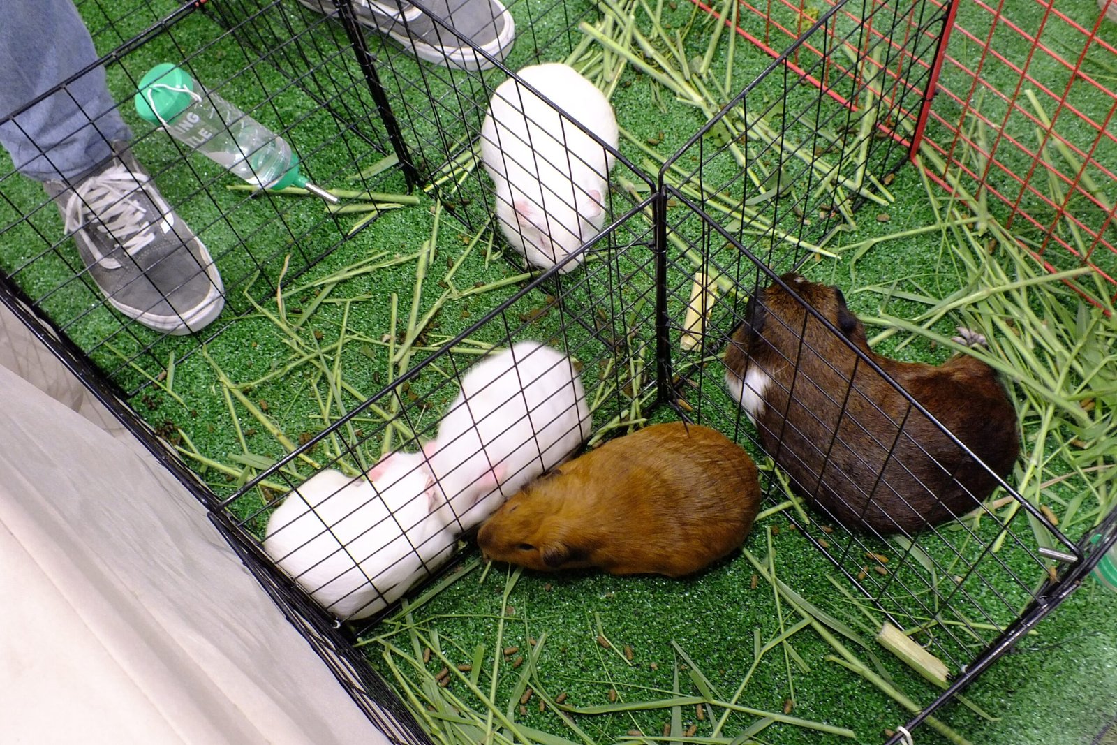 Bonding Through Shared Experiences (image credits: wikimedia)