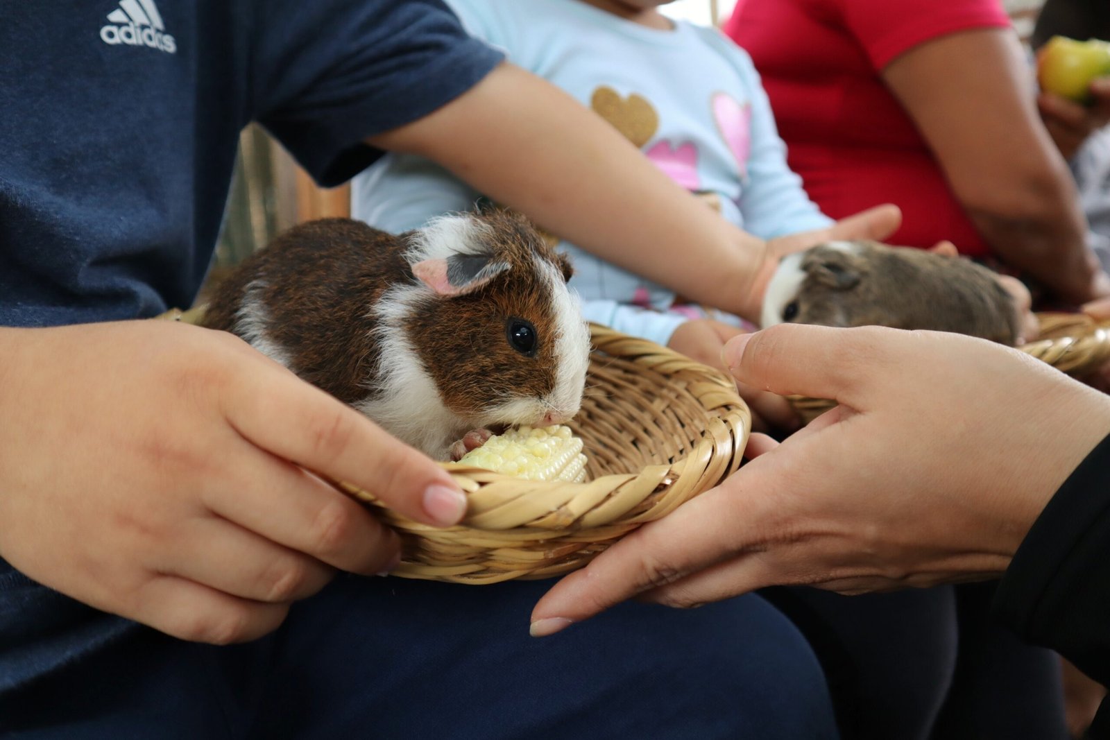 How Nutrition Affects Hierarchy (image credits: wikimedia)