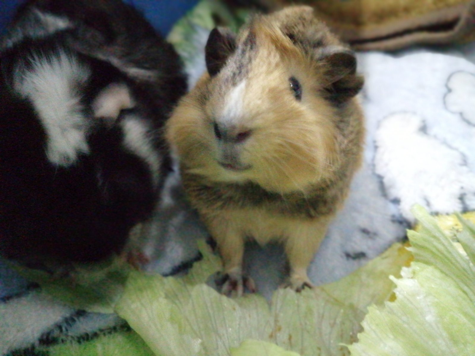 Enrichment and Its Impact on Social Dynamics (image credits: wikimedia)