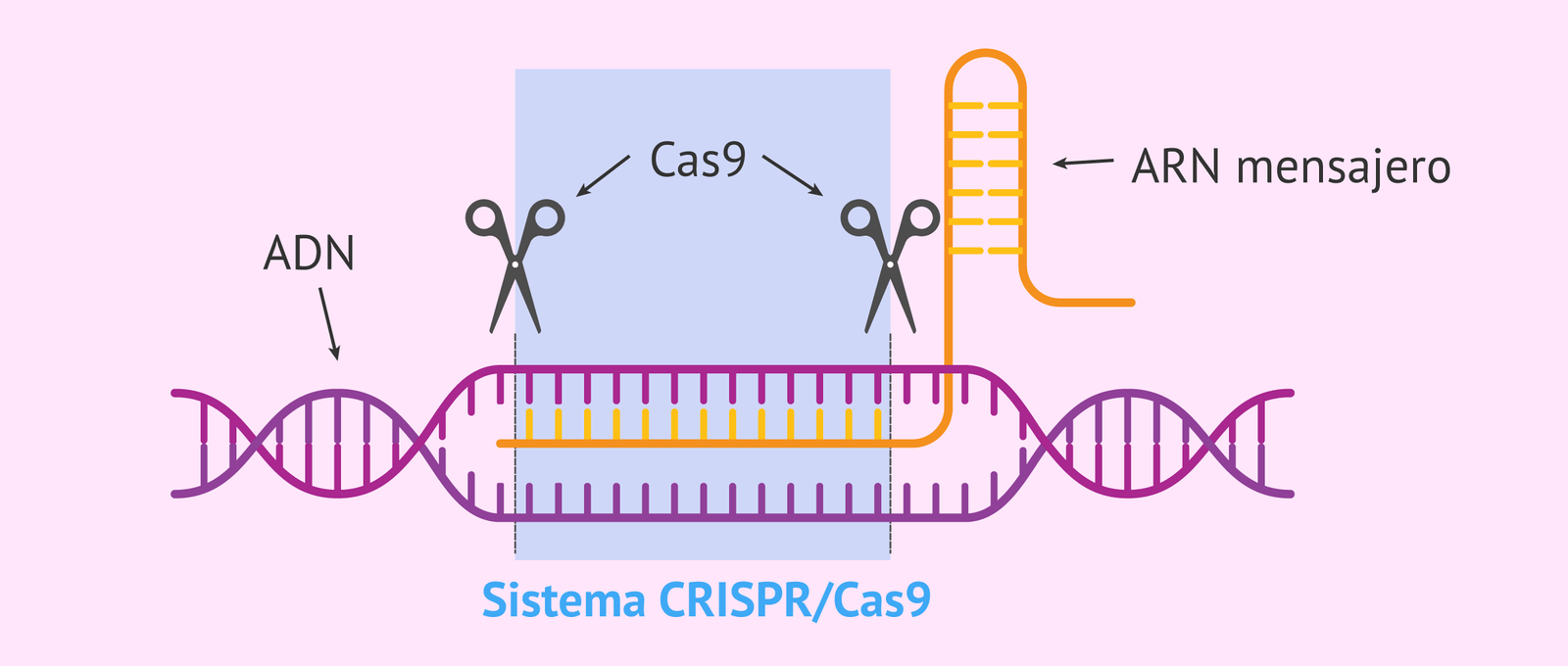 CRISPR and the Promise of Genetic Editing (image credits: wikimedia)