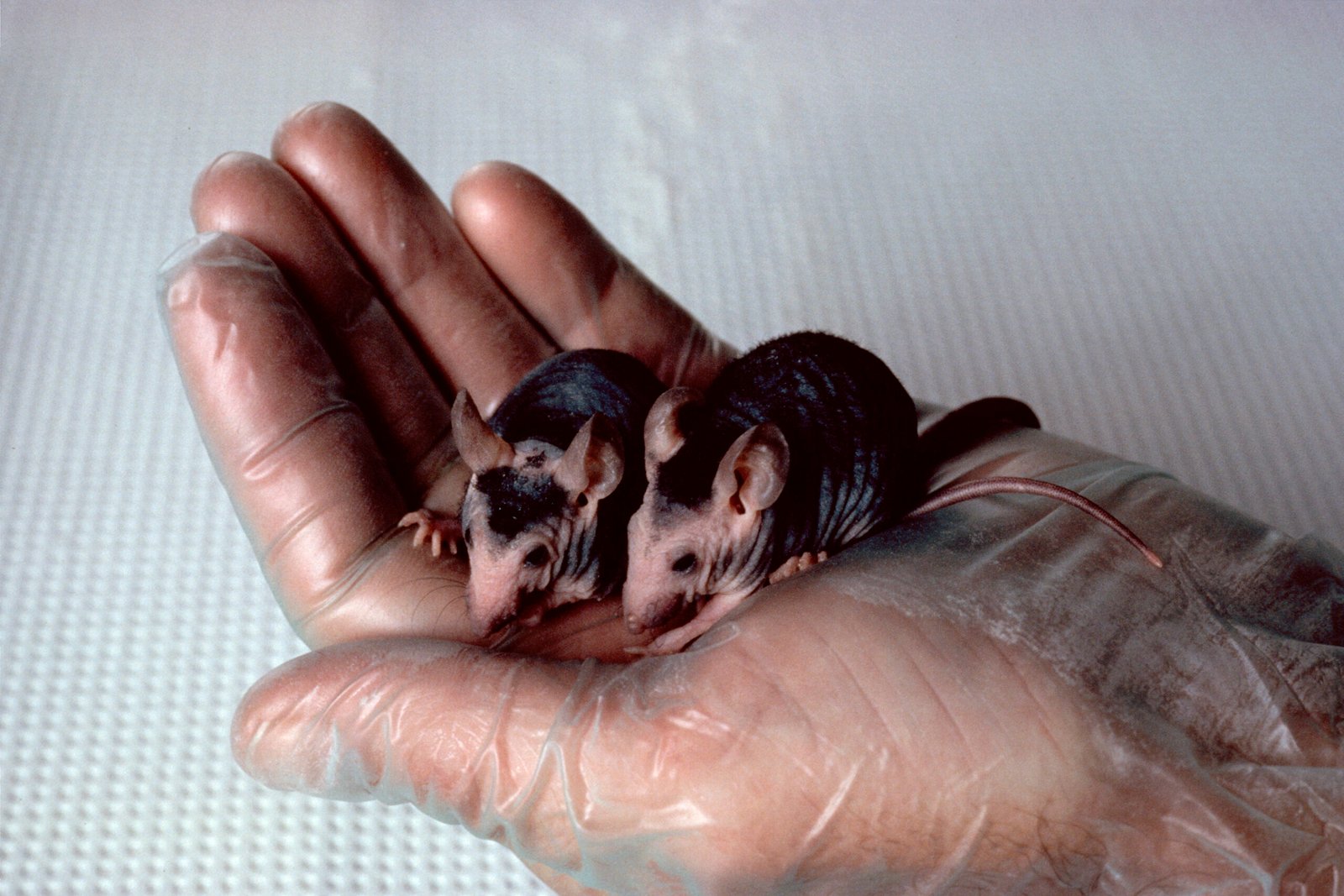 Combating Inbreeding With Smart Breeding Programs (image credits: wikimedia)