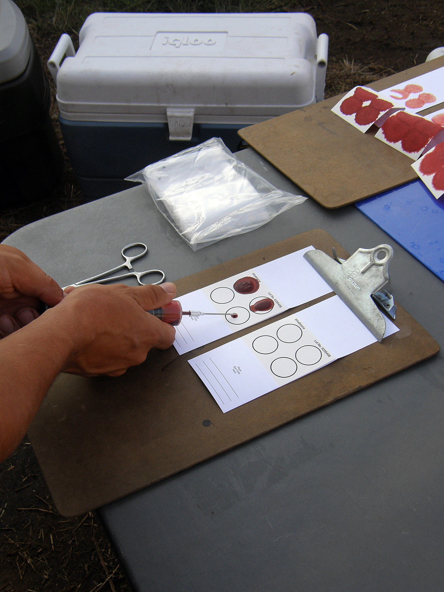 Tracking Wildlife With Genetic Fingerprints (image credits: wikimedia)