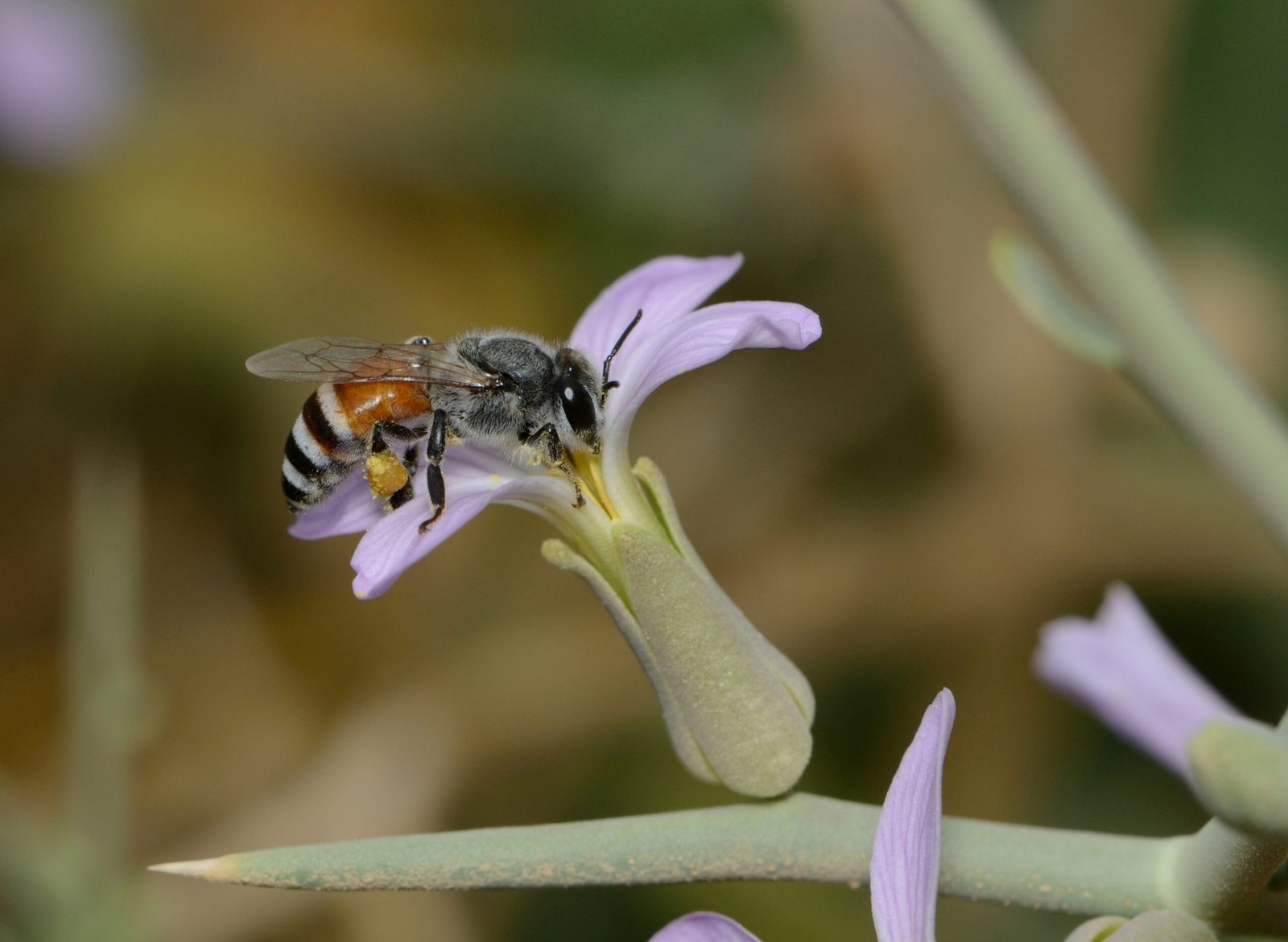 Rescuing Plants and Pollinators: Not Just About Animals (image credits: wikimedia)