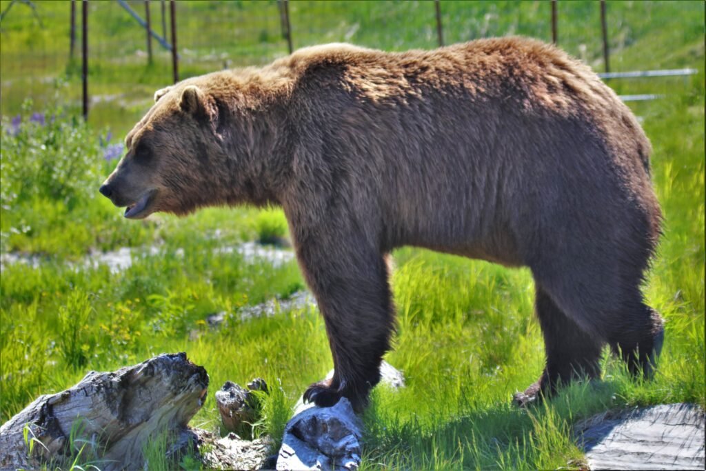 Endangered Species Day: How Genetics Helps Bring Species Back From the Brink