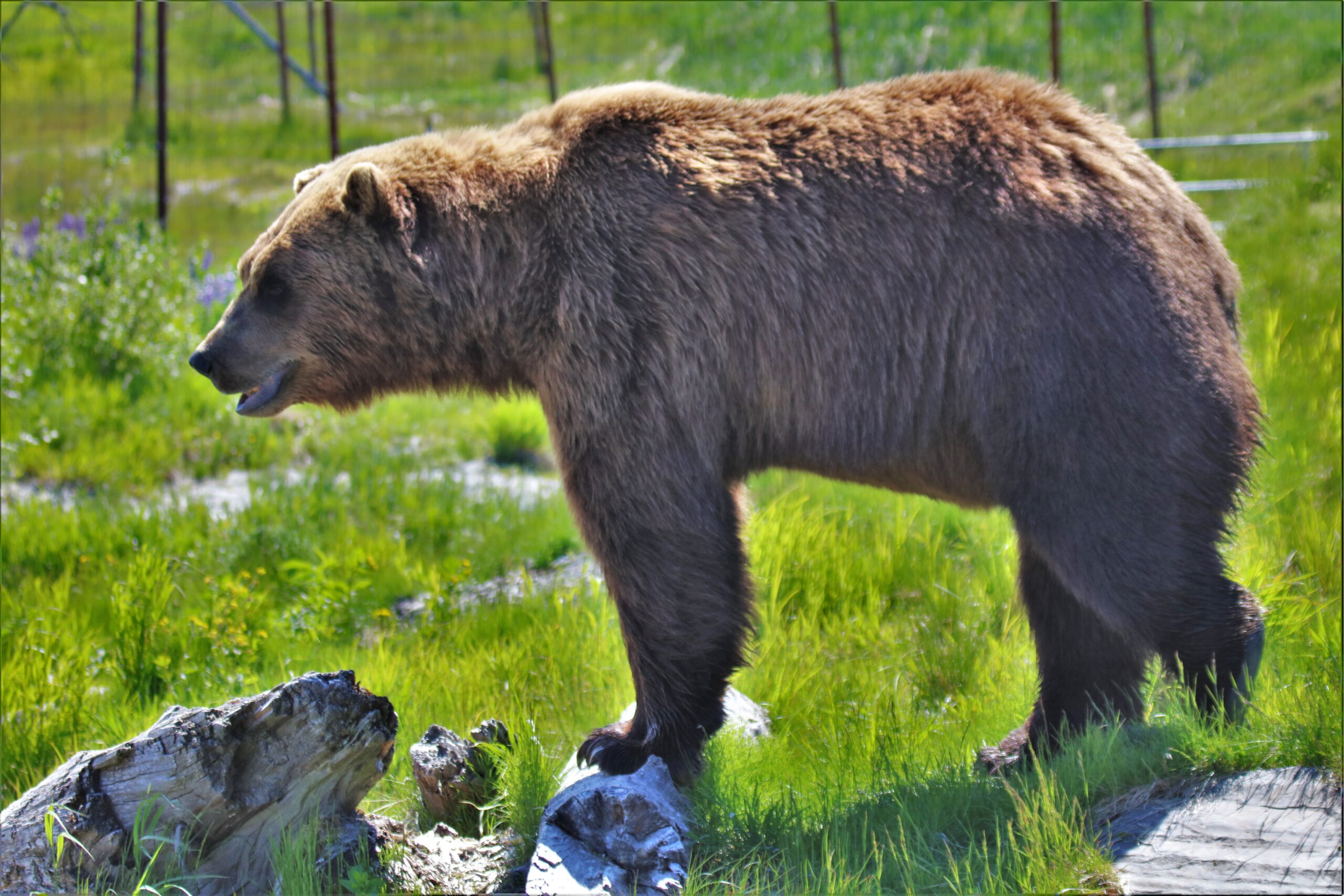 Endangered Species Day: How Genetics Helps Bring Species Back From the Brink