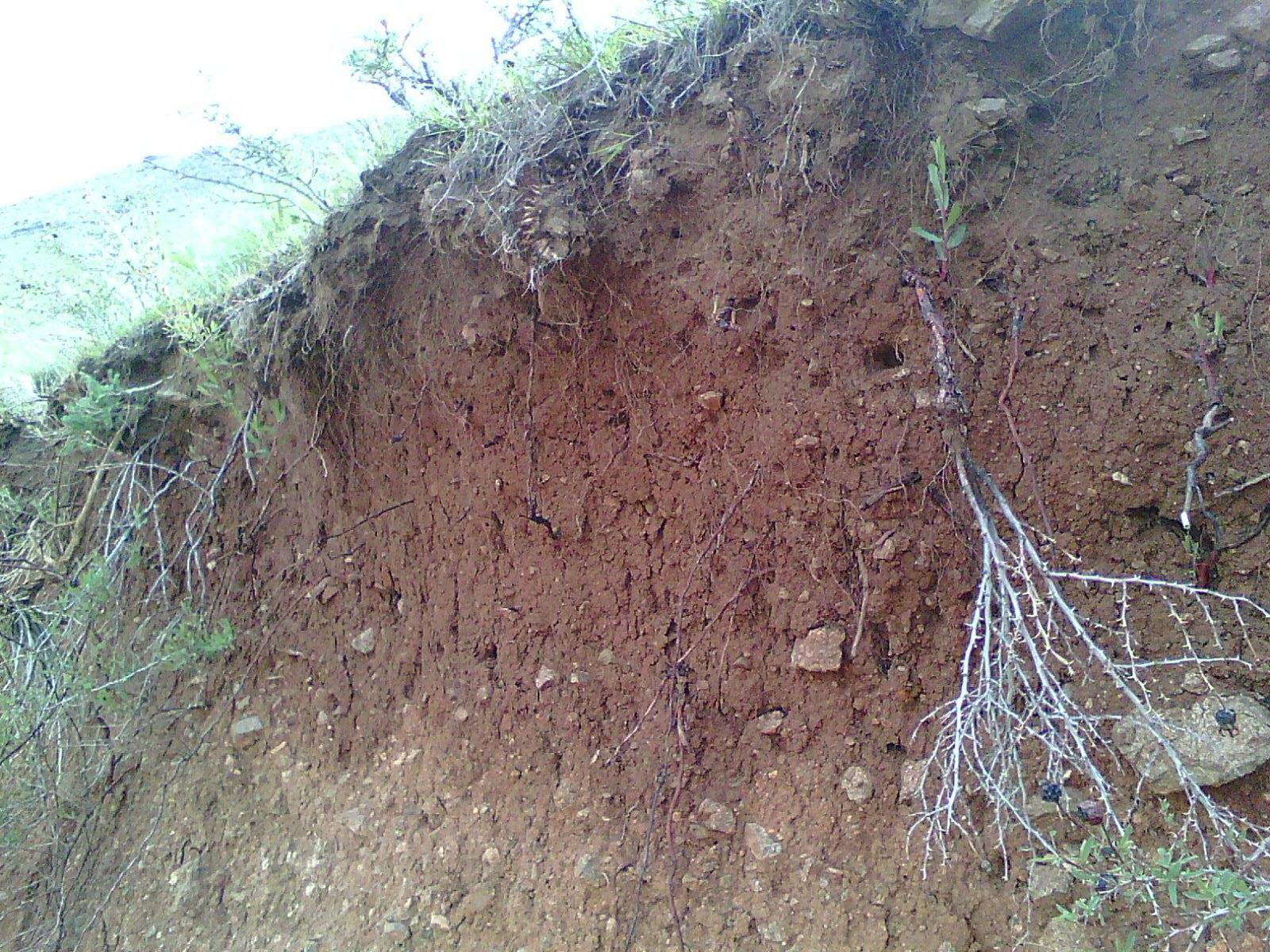 The Environmental Cost (image credits: wikimedia)