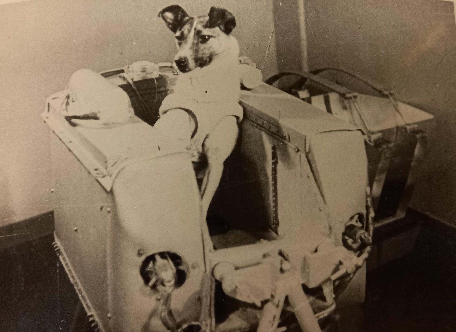 What About Animals? Lessons from Experiments (image credits: wikimedia)