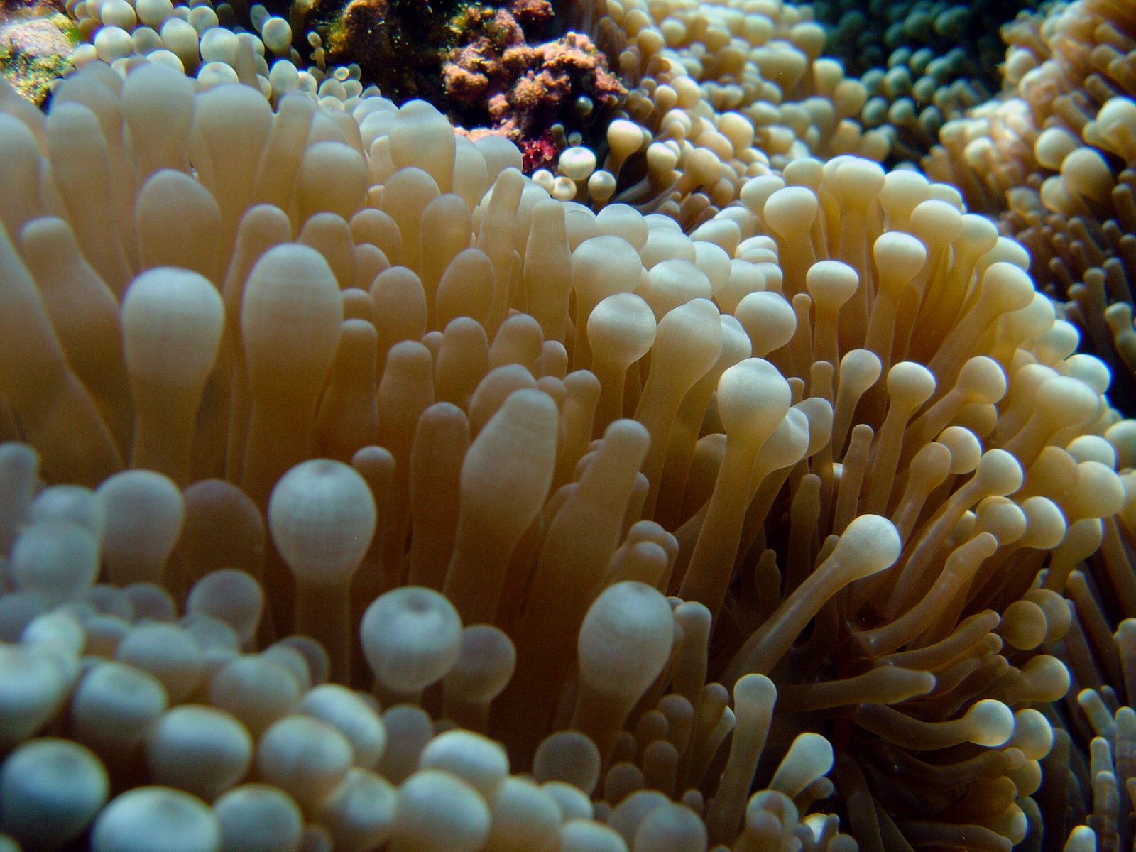 How Corals Hunt: Tiny Predators in Disguise (image credits: wikimedia)
