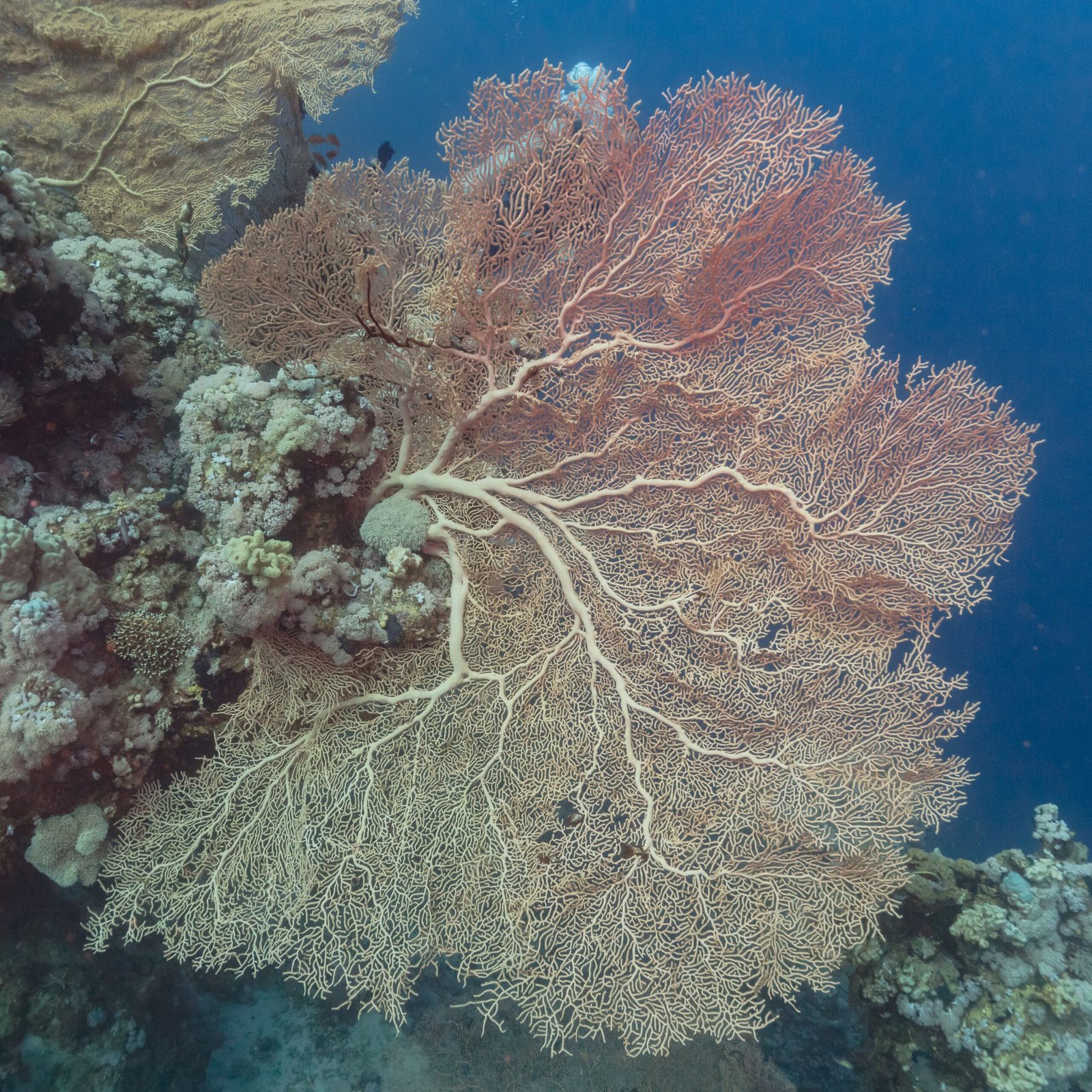 Communication Beneath the Waves: Chemical and Electrical Signals (image credits: wikimedia)
