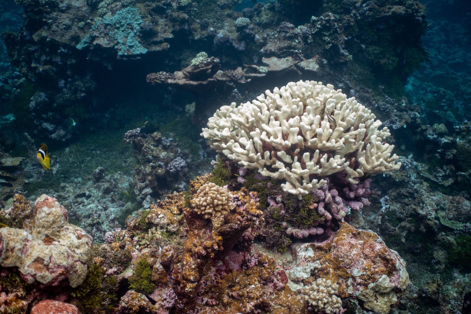 Predators and Prey: The Coral’s Place in the Food Web (image credits: wikimedia)