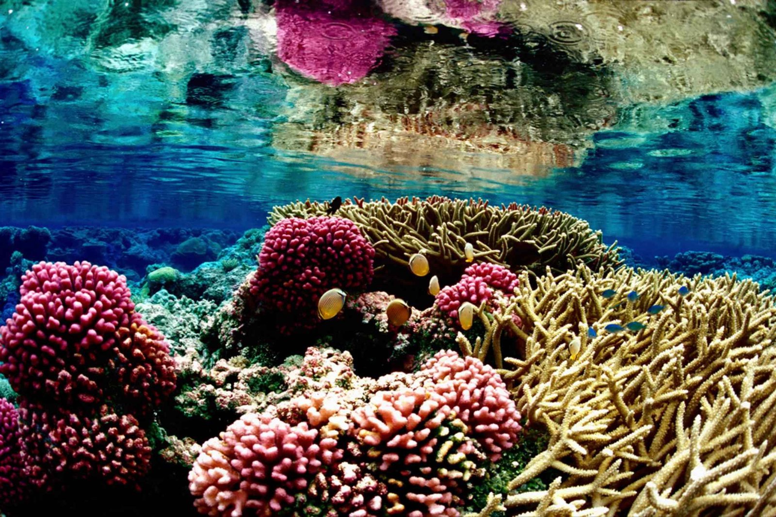 The Role of Color: Camouflage, Signaling, and Survival (image credits: wikimedia)