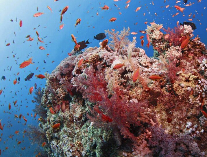 Nurseries of the Sea: Coral Reefs as Life Factories (image credits: wikimedia)