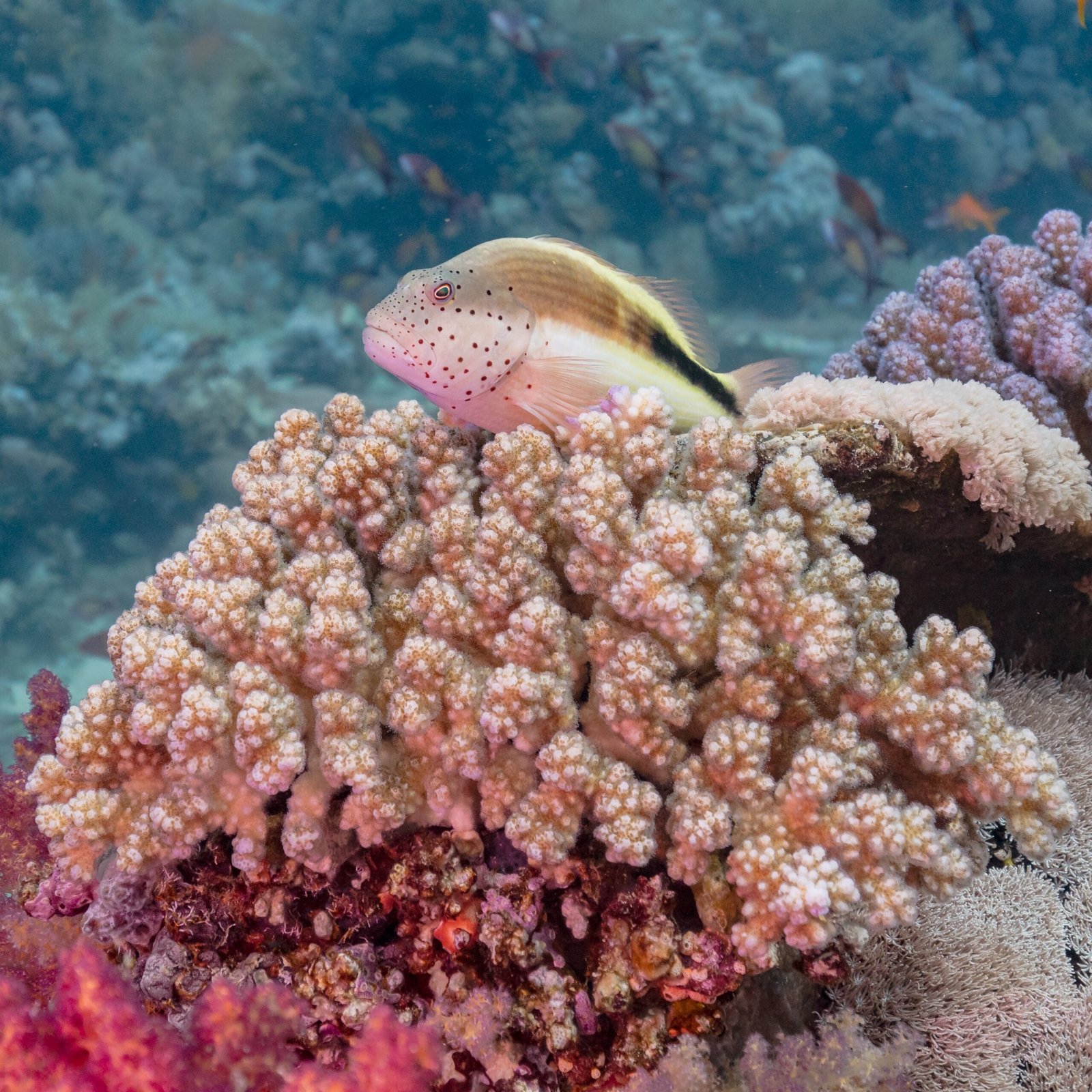 Climate Change and the Coral Crisis (image credits: wikimedia)