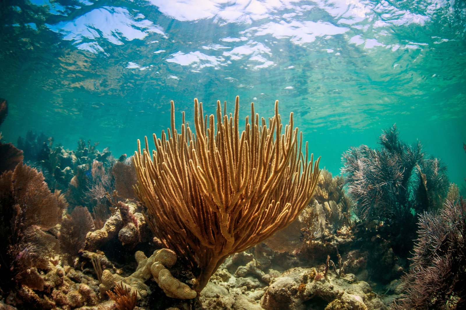 Hidden Medicine Chests: Coral Reefs and Human Health (image credits: wikimedia)