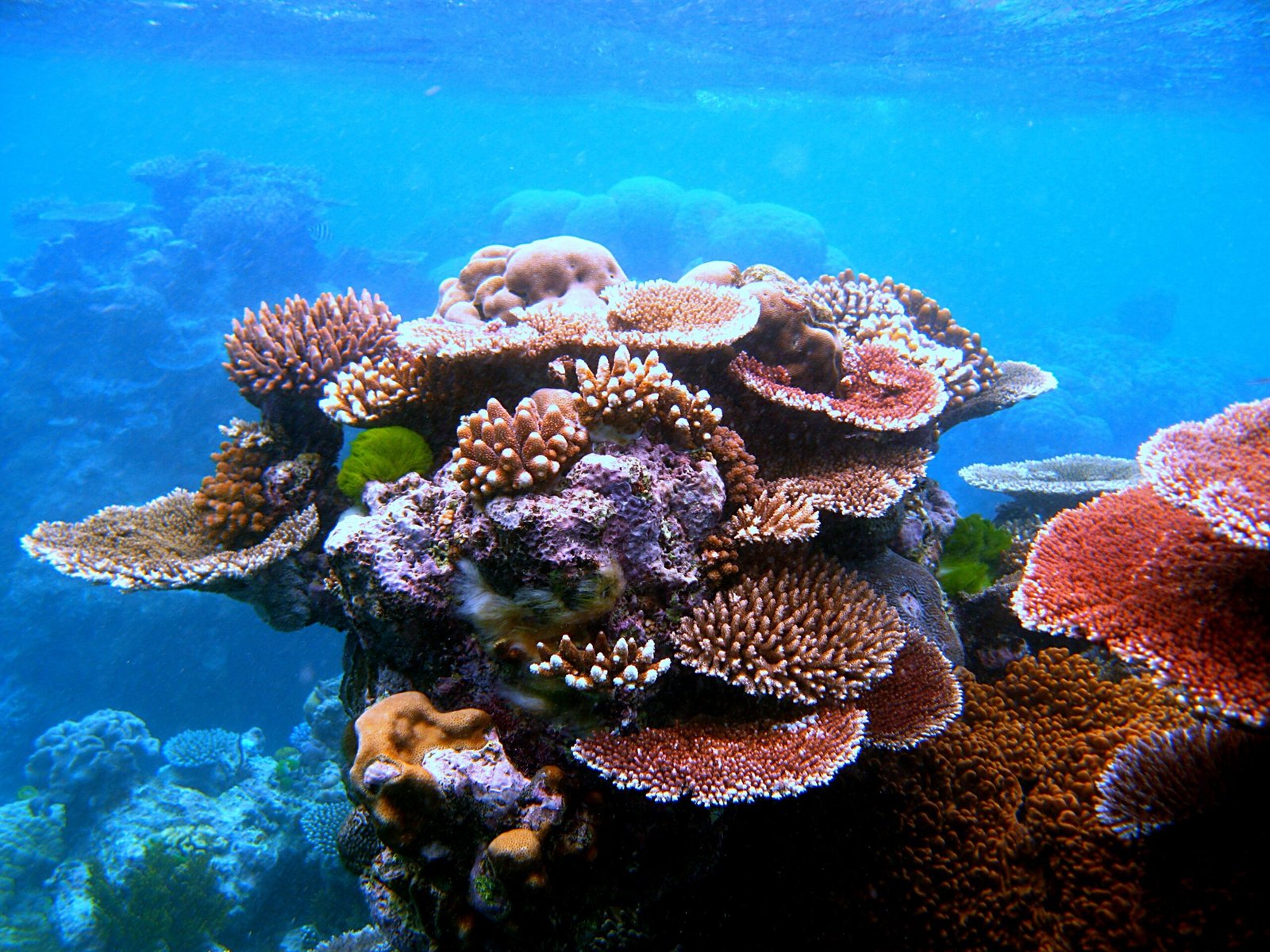 Sensing the World: How Corals Respond to Their Environment (image credits: wikimedia)