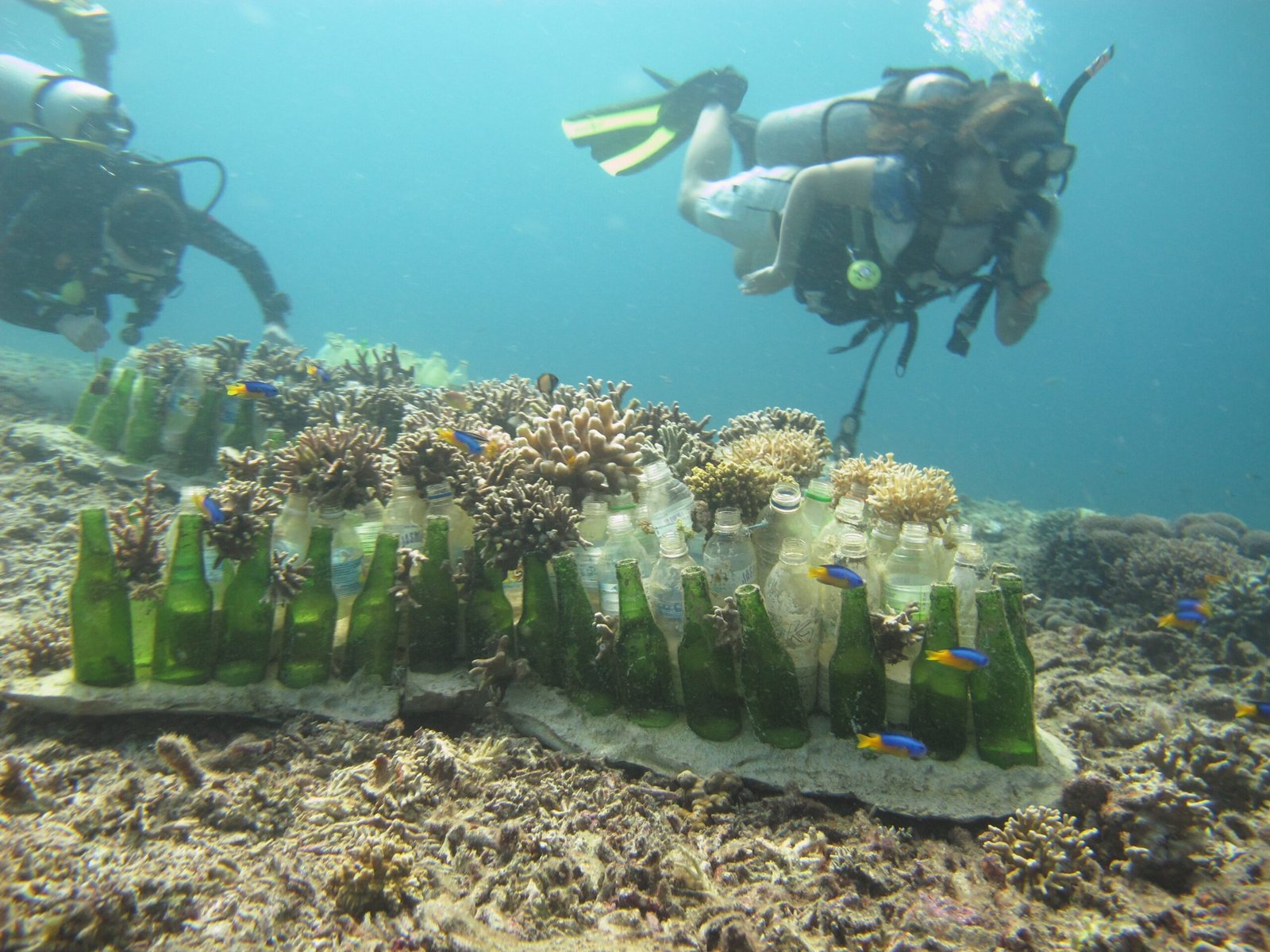 Citizen Science: How You Can Help Corals Survive (image credits: wikimedia)
