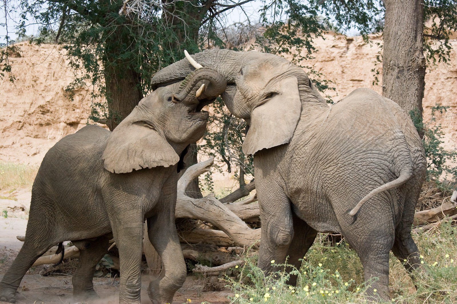 Risks and Dangers: When the Party Gets Out of Hand (image credits: wikimedia)