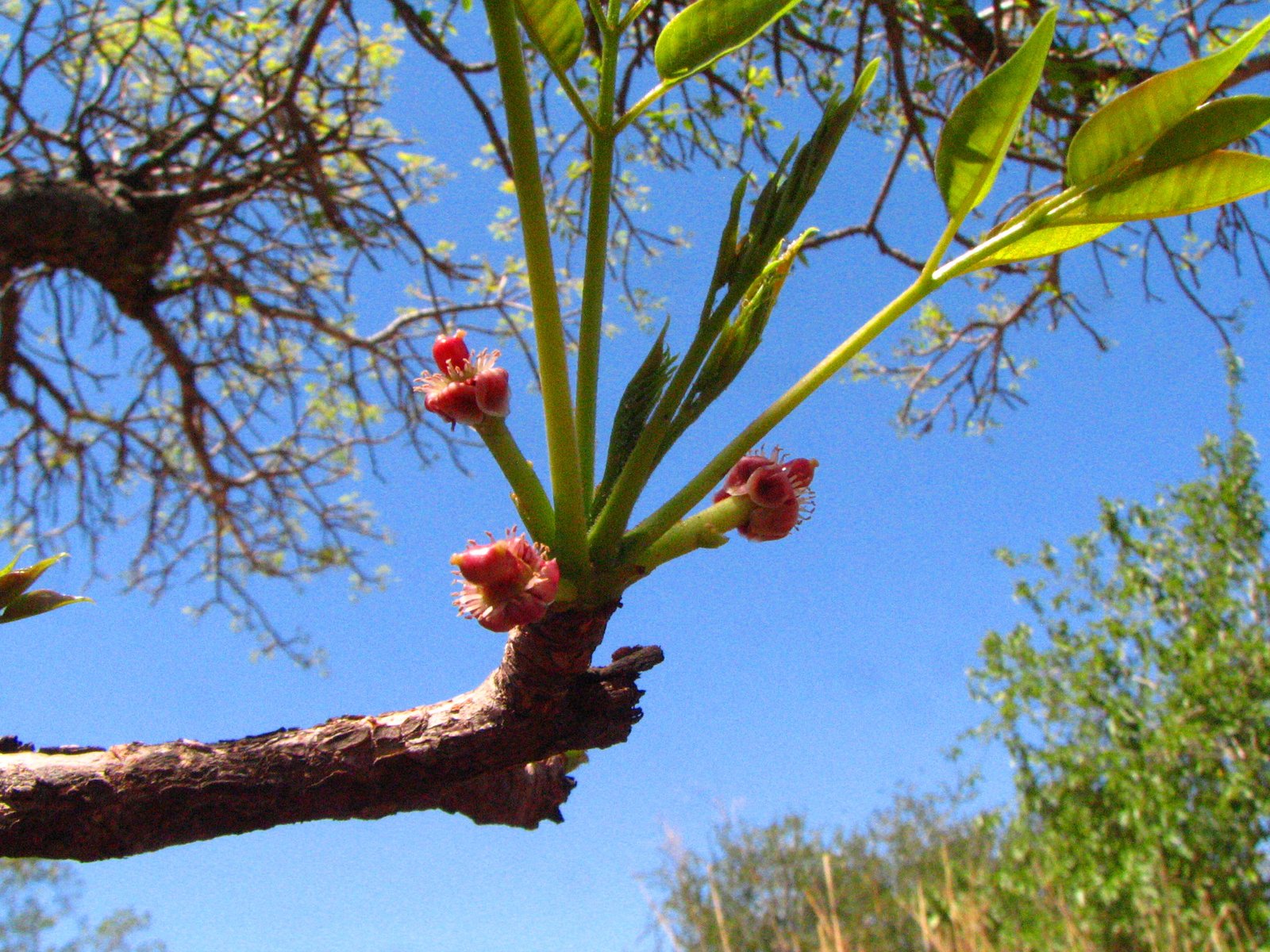 Beyond Marula: Other Fermented Fruits in the Animal Kingdom (image credits: wikimedia)