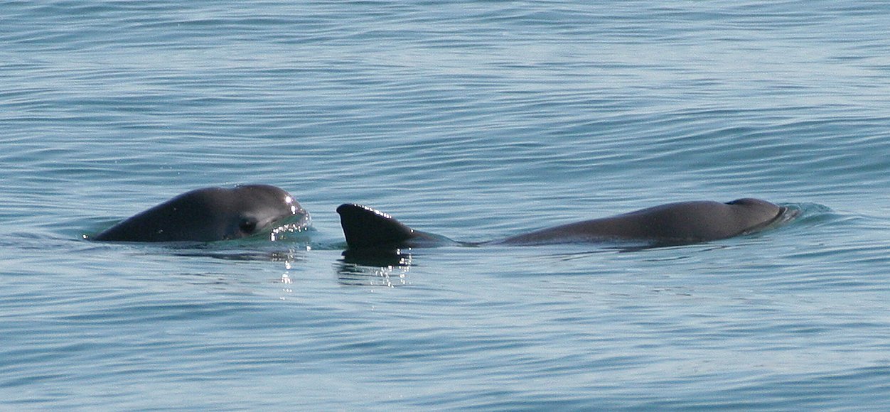 The Vaquita: The World’s Rarest Marine Mammal (image credits: wikimedia)