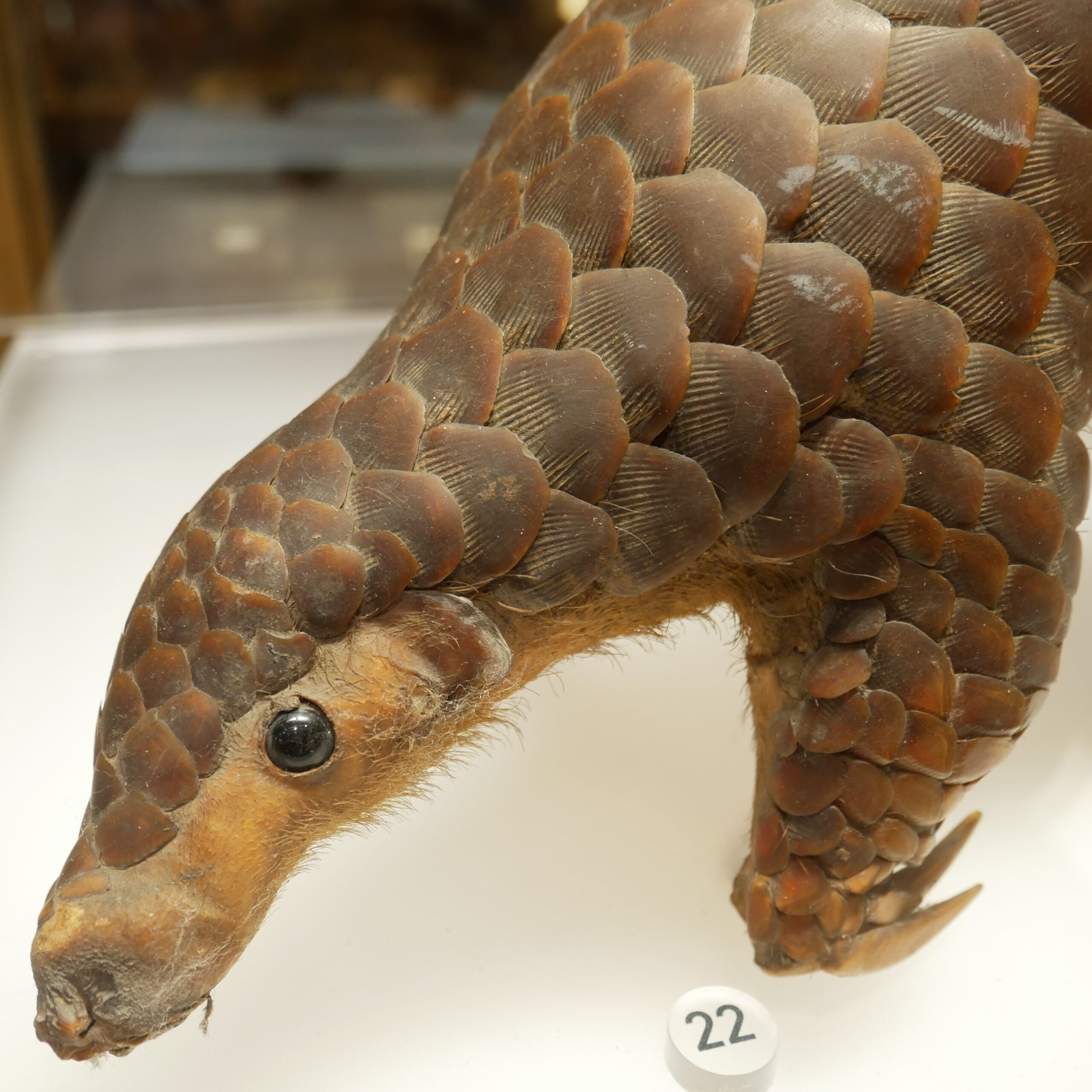 The Pangolin: The World’s Most Trafficked Mammal (image credits: wikimedia)
