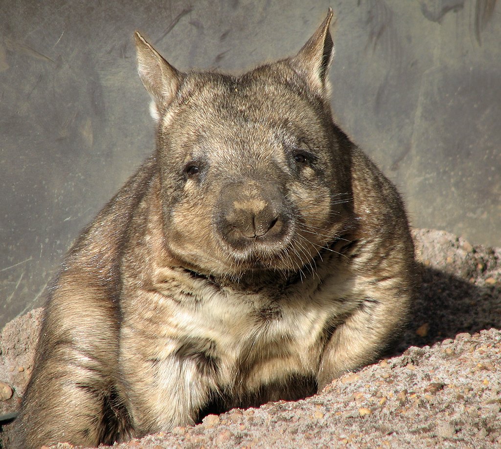 The Northern Hairy-Nosed Wombat: Australia’s Hidden Treasure (image credits: wikimedia)
