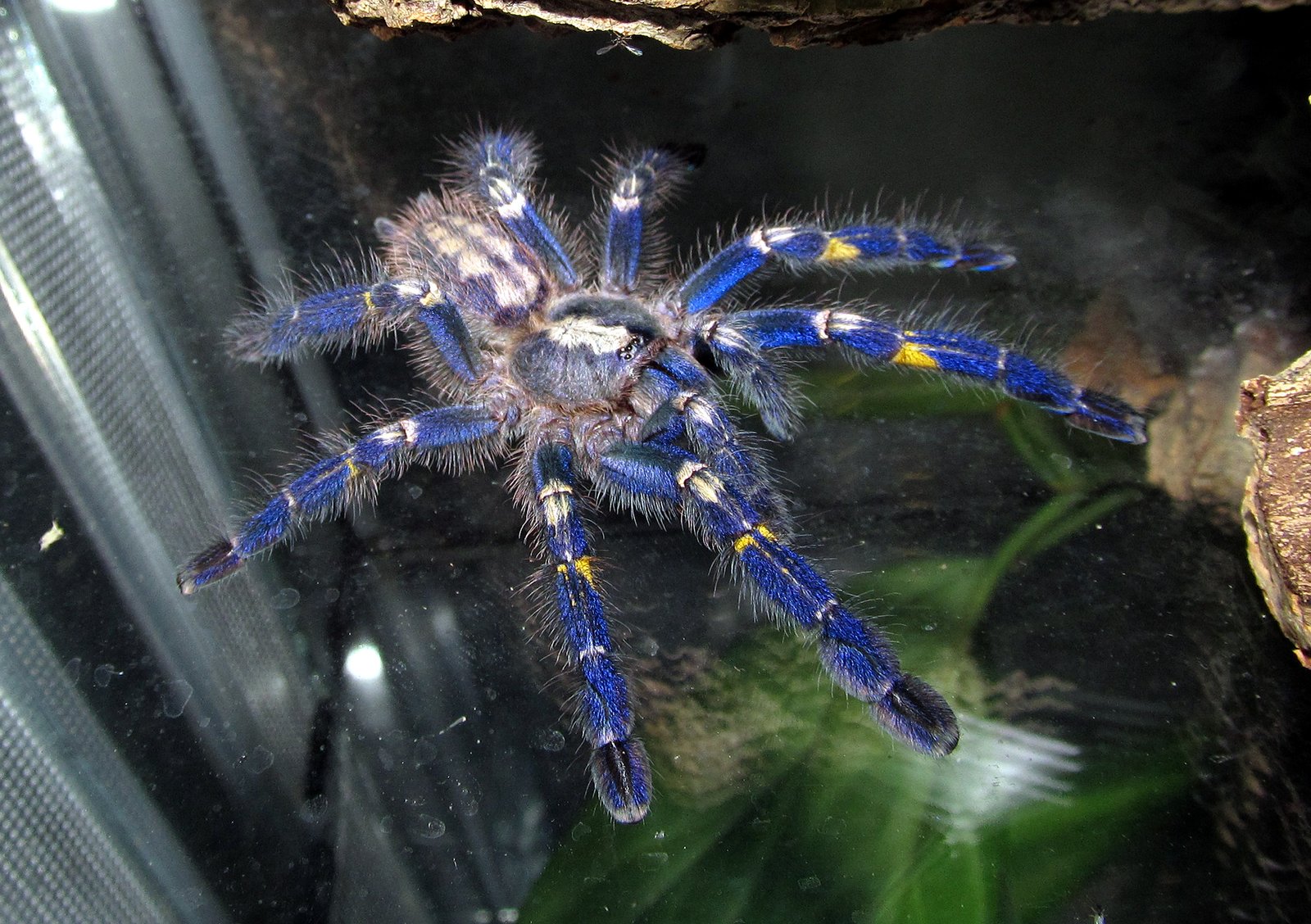 The Gooty Sapphire Ornamental Tarantula: Jewel of the Forest (image credits: wikimedia)