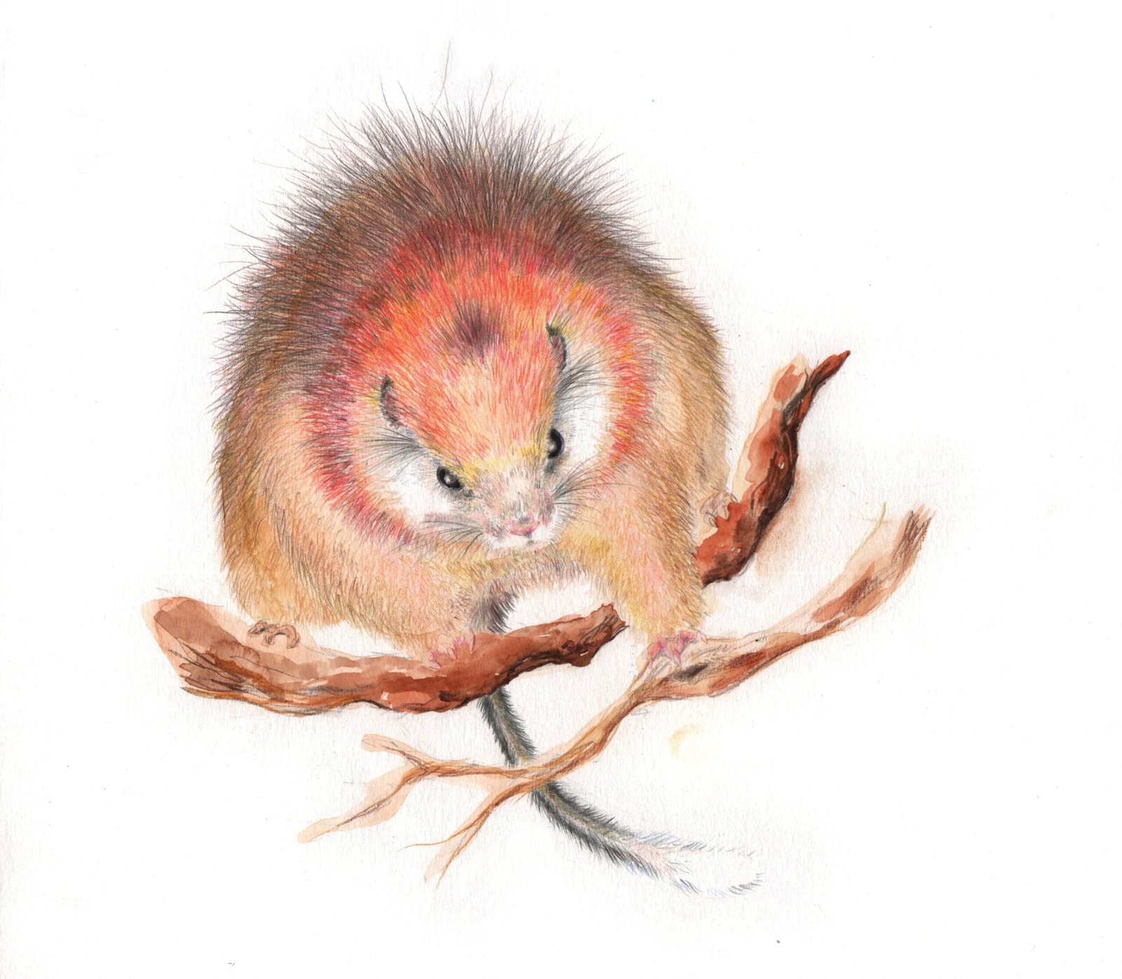 The Red-Crested Tree Rat: The Rediscovered Ghost of Colombia (image credits: wikimedia)