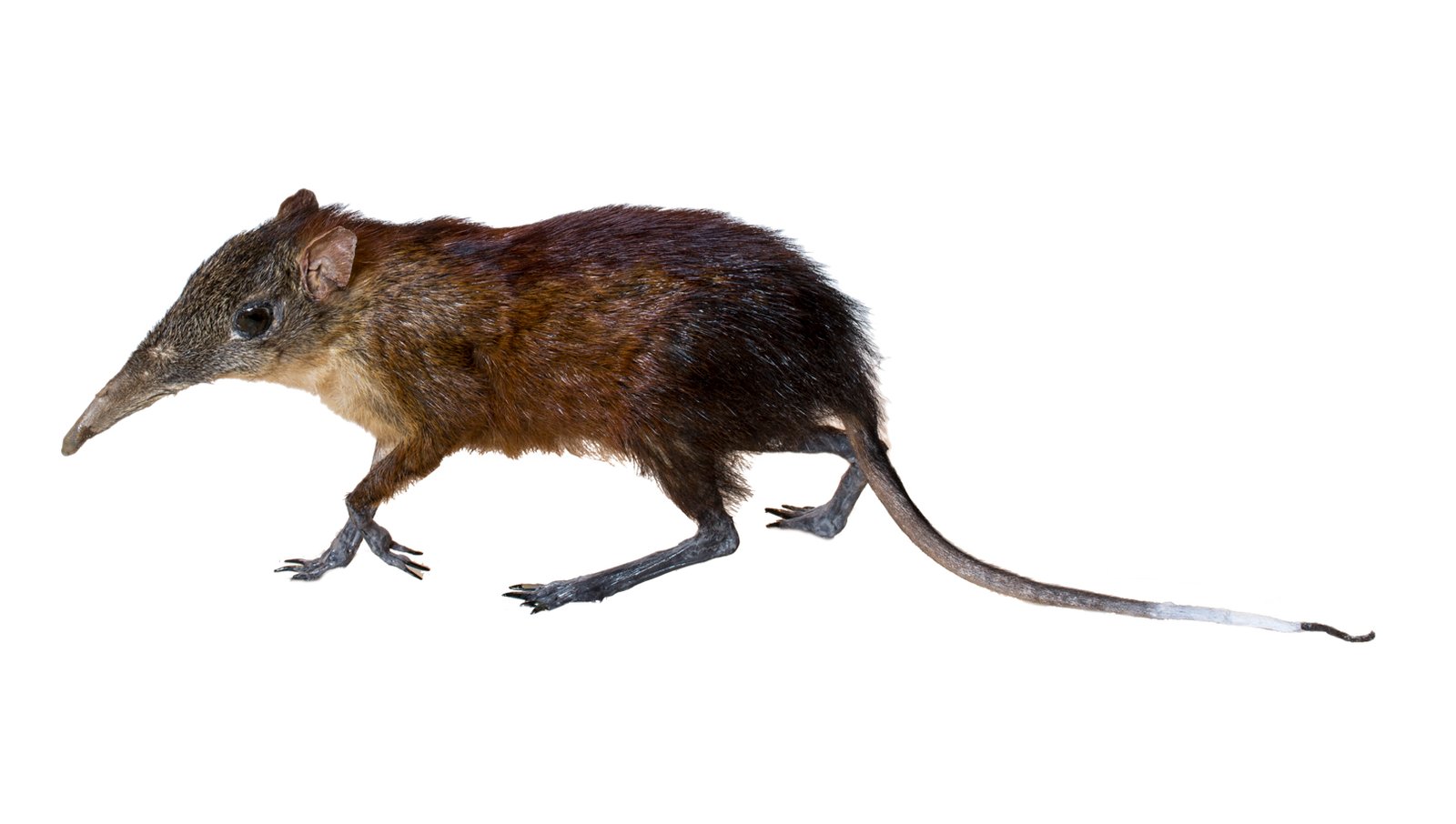 The Somali Sengi: The Long-Nosed Enigma (image credits: wikimedia)