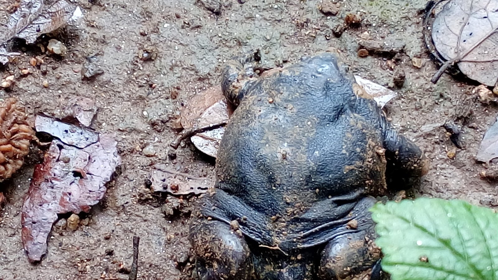 The Purple Frog: India’s Ancient Survivor (image credits: wikimedia)