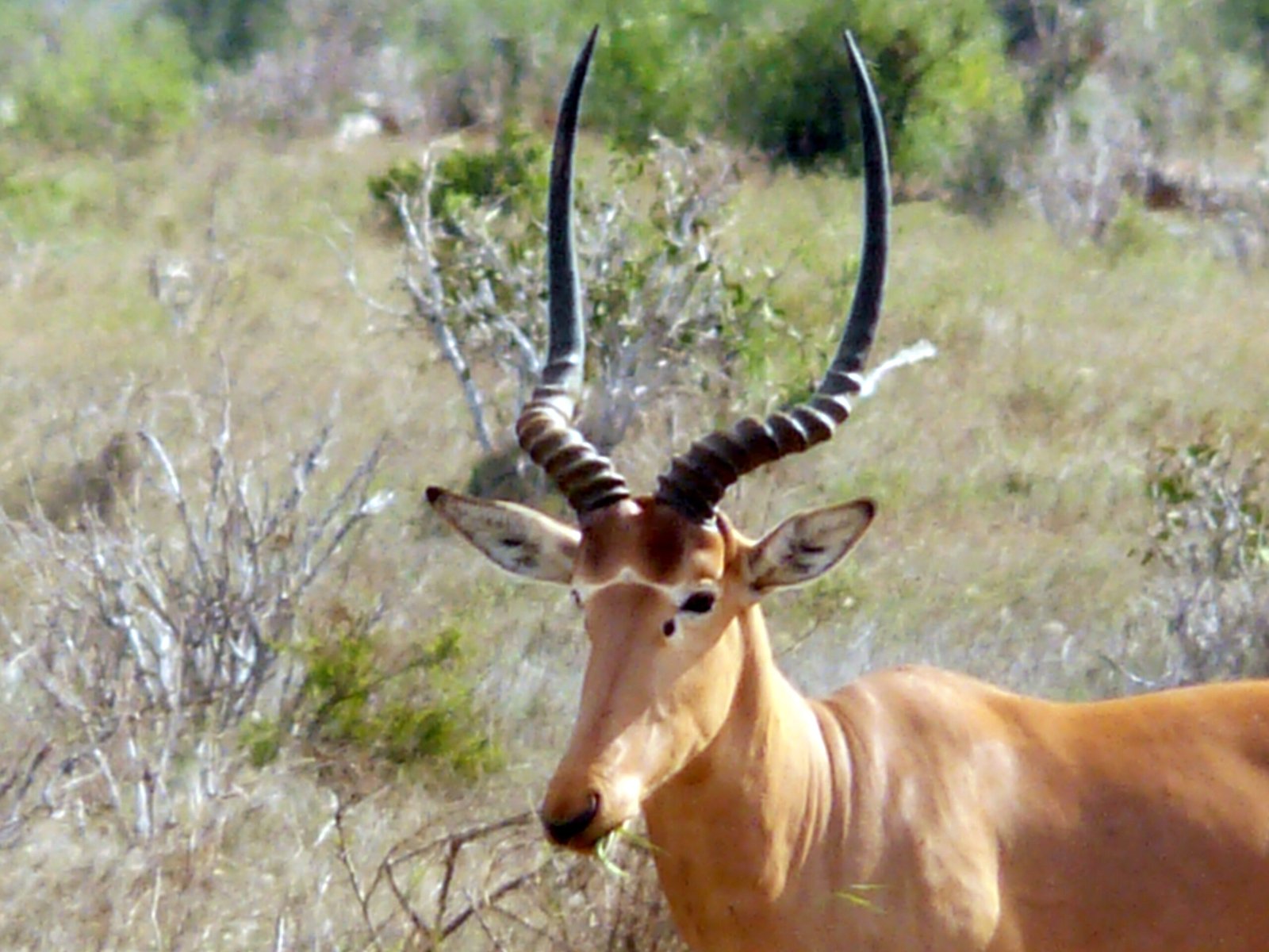 The Hirola: Africa’s Ghost Antelope (image credits: wikimedia)