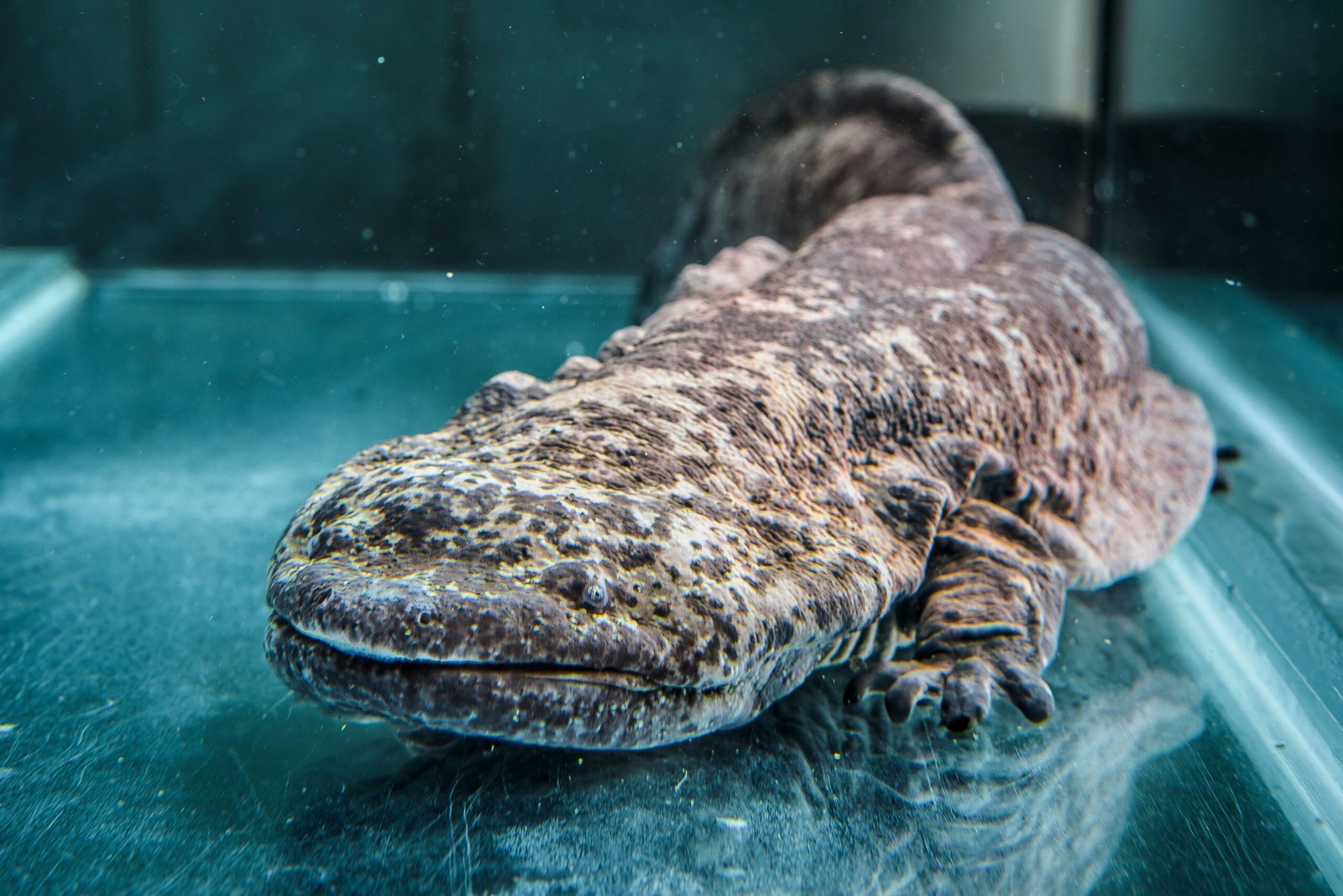 The Chinese Giant Salamander: The Silent River Giant (image credits: wikimedia)