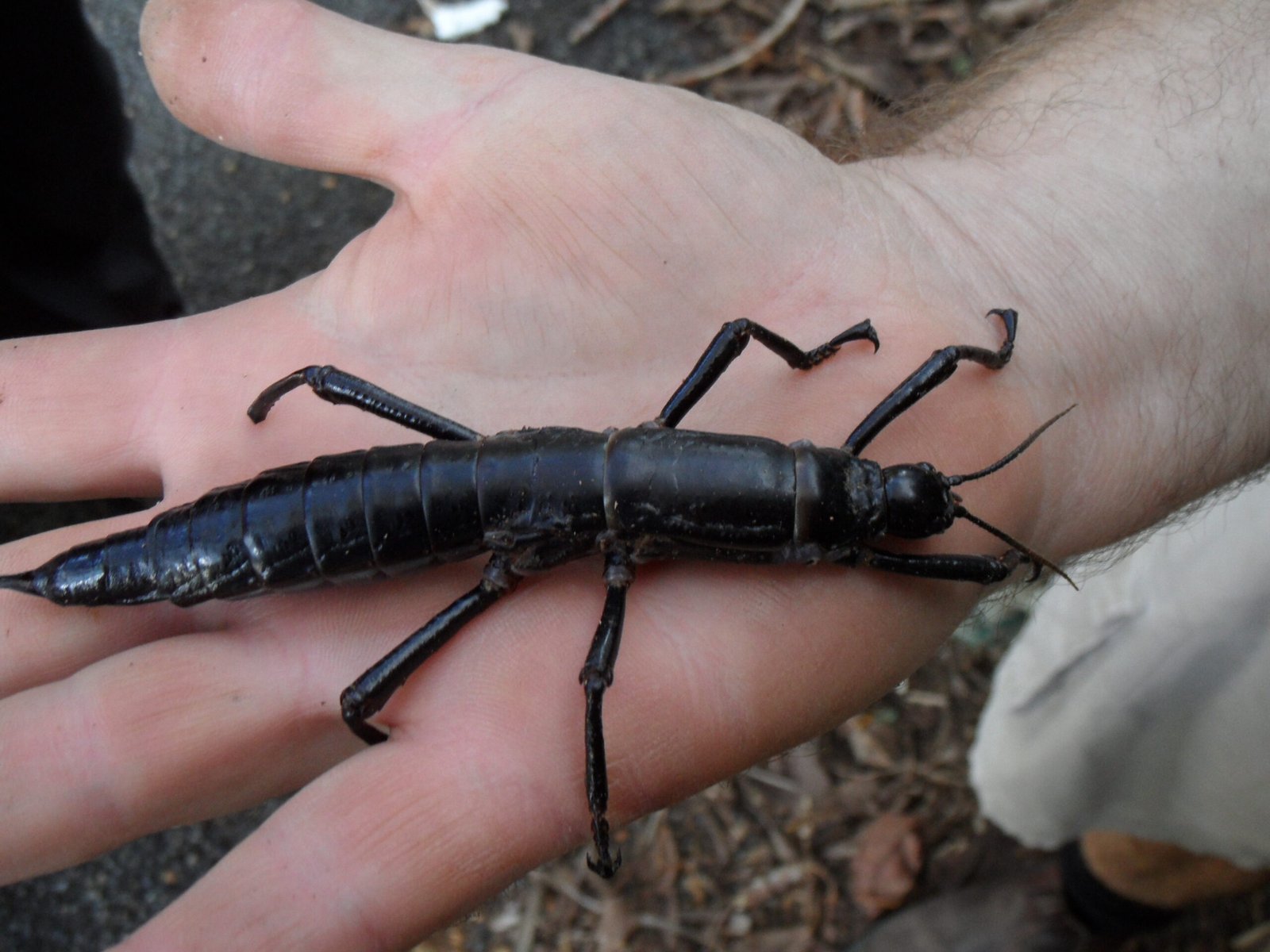 The Lord Howe Island Stick Insect: Lazarus of the Insect World (image credits: wikimedia)