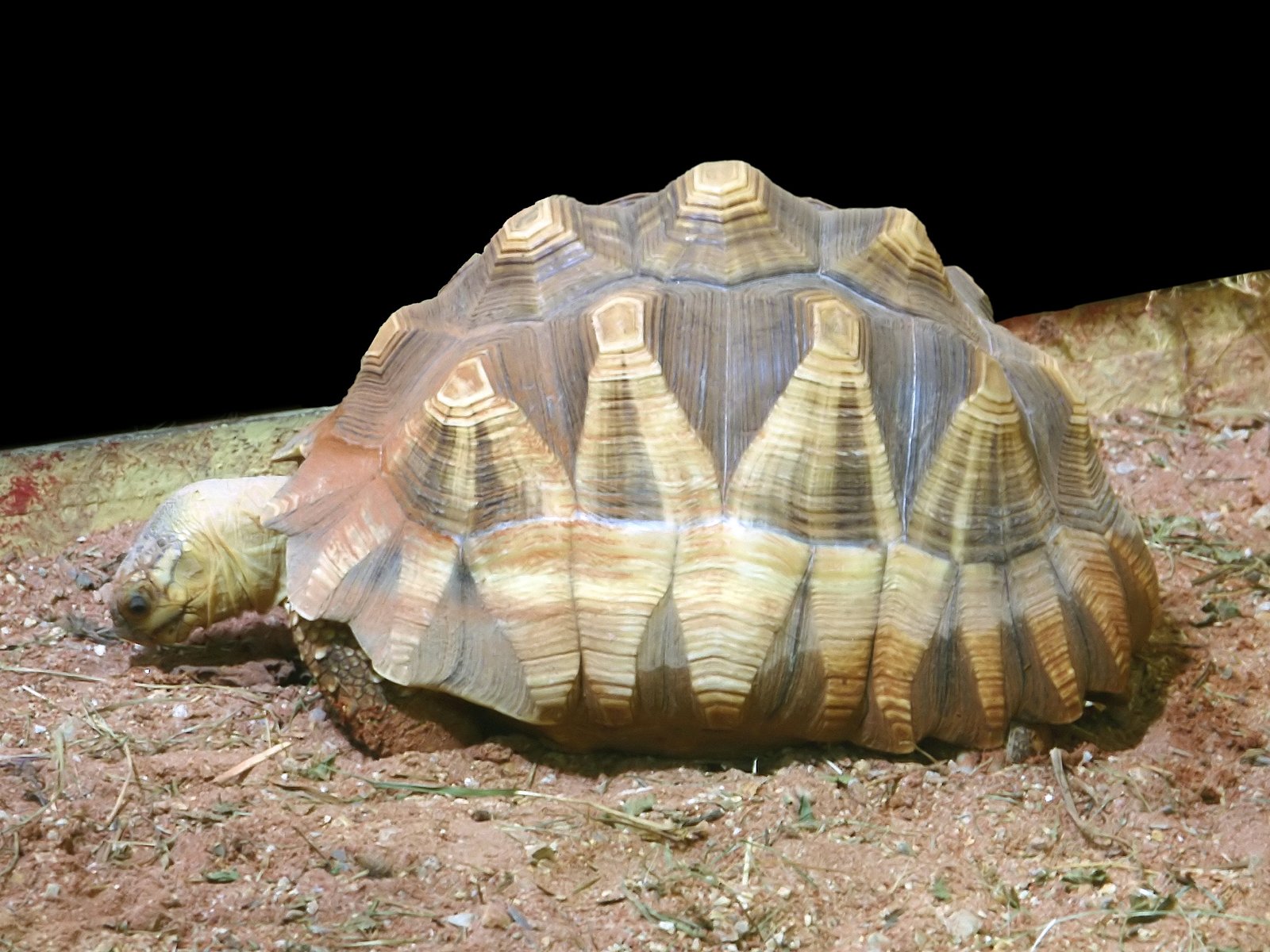 The Ploughshare Tortoise: Madagascar’s Golden Armor (image credits: wikimedia)