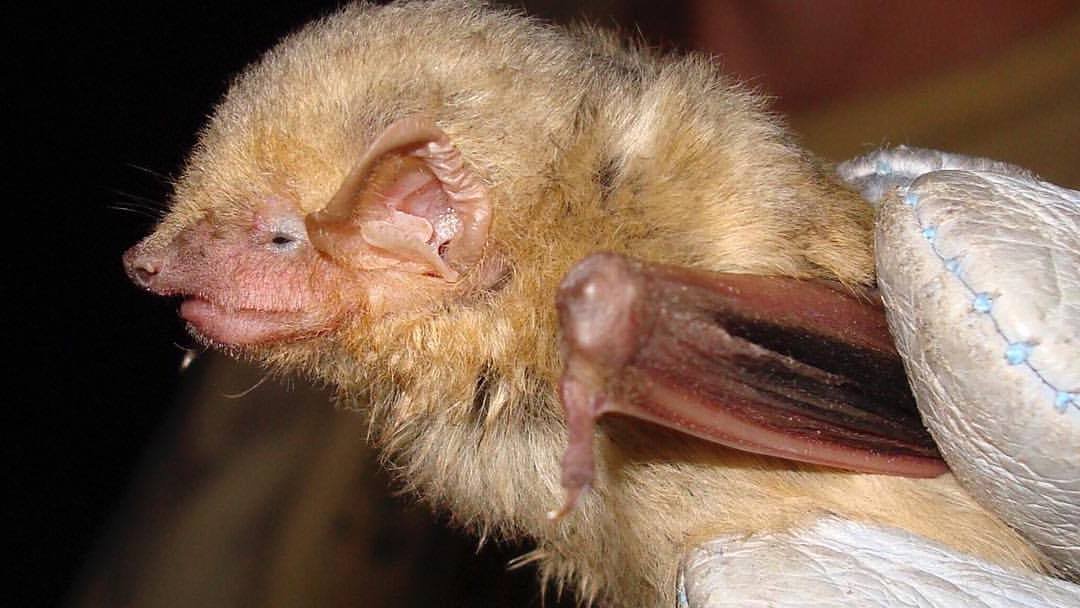 The Cuban Greater Funnel-Eared Bat: Echoes in the Dark (image credits: wikimedia)