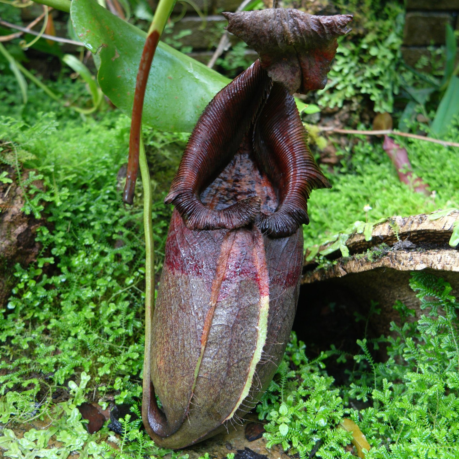 The Attenborough’s Pitcher Plant: The Deadly Beauty of the Highlands (image credits: wikimedia)