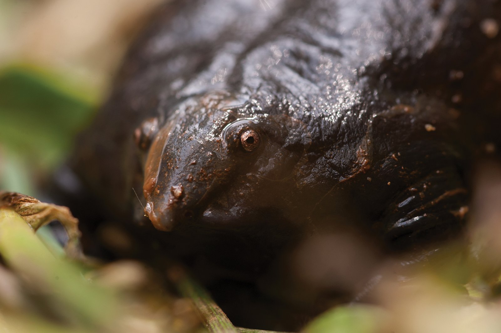 The Key Takeaway: Why Forgotten Species Matter (image credits: wikimedia)