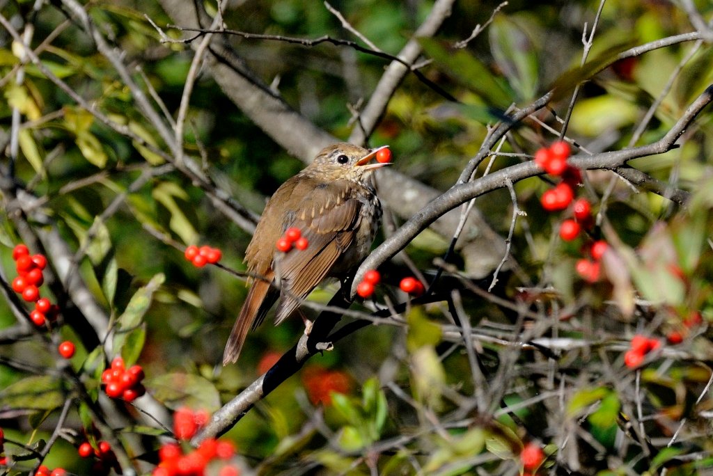The Sweet Temptation of Wild Berries (image credits: wikimedia)